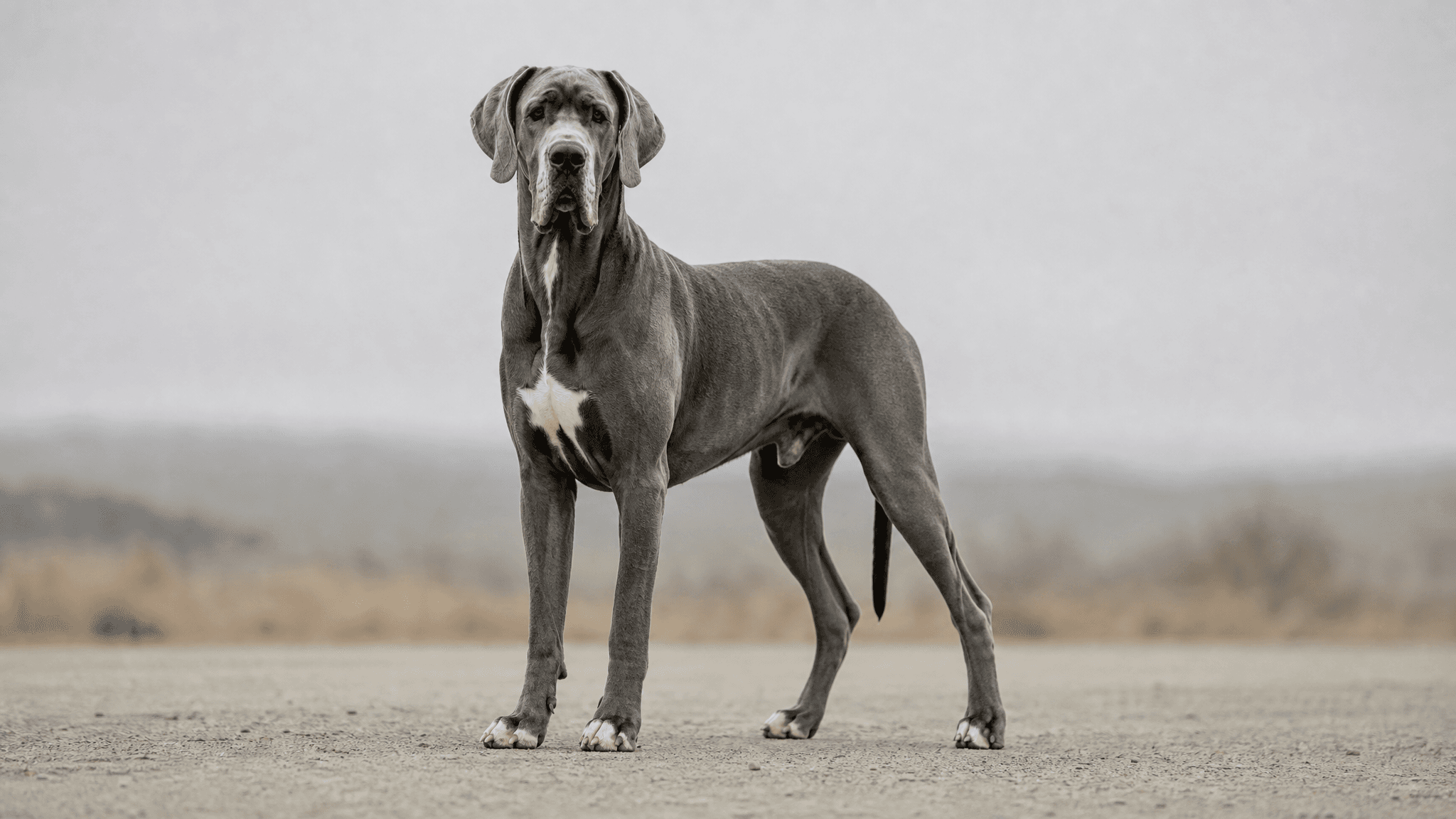 Dogue Alemão