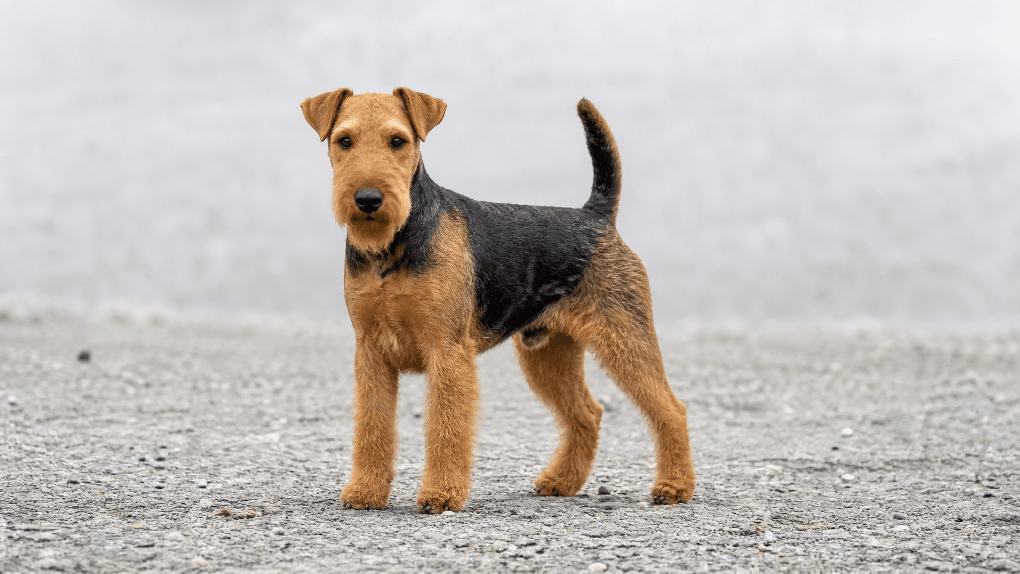Welsh Terrier