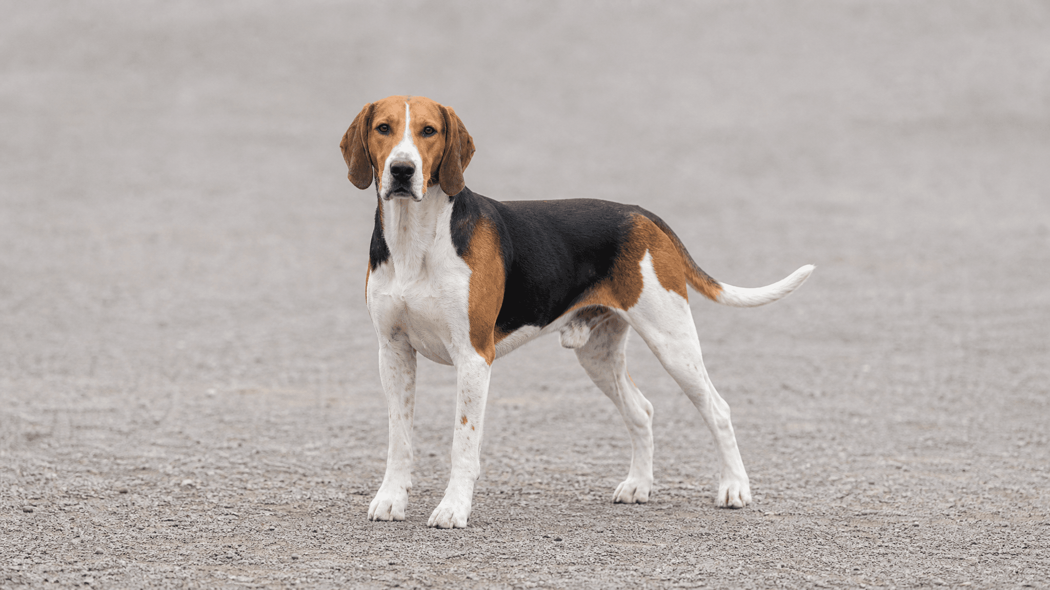 Foxhound Inglés