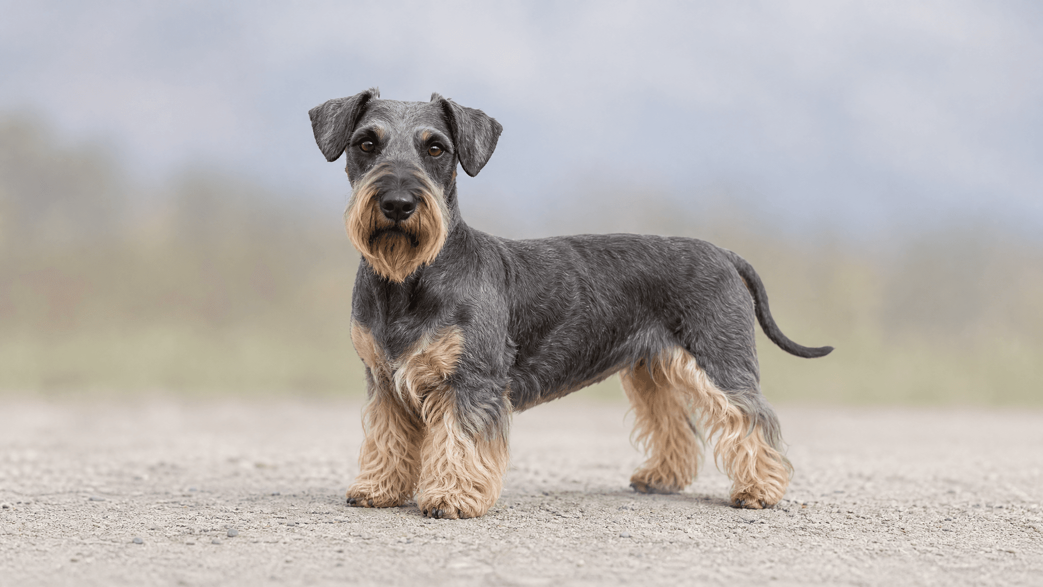 Czech Terrier