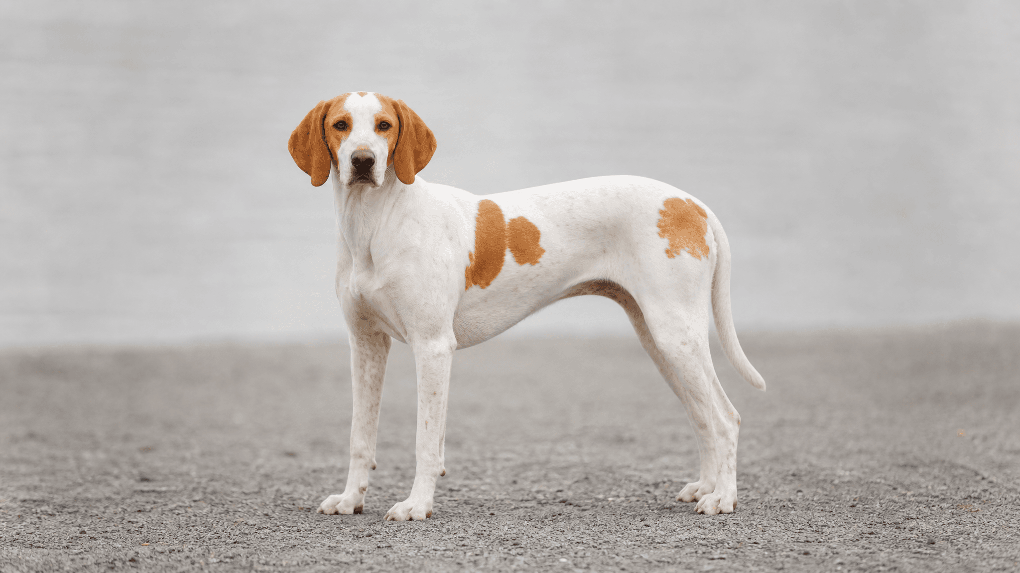 Istrian Short-Haired Hound