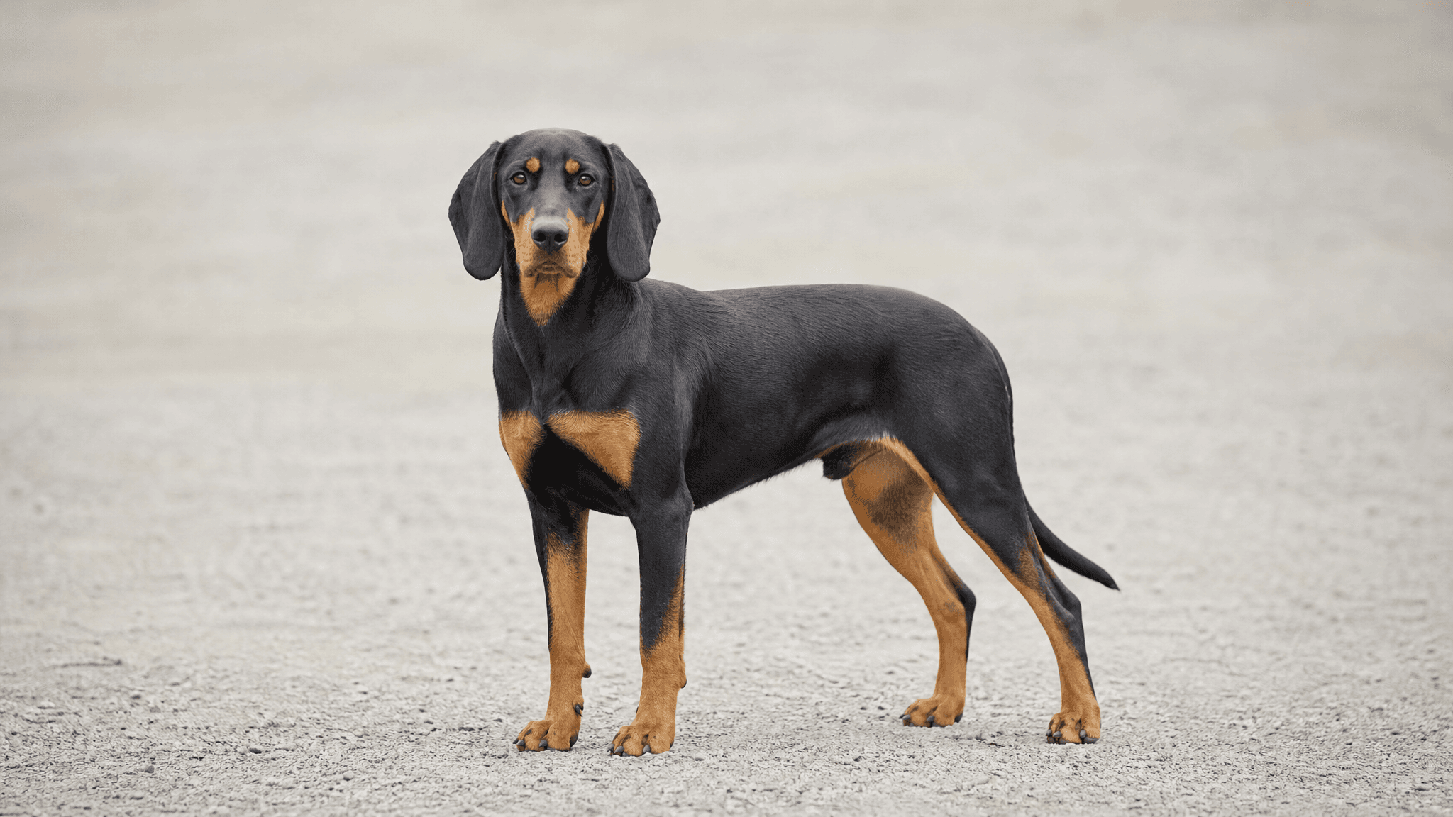 Austrian Black And Tan Hound