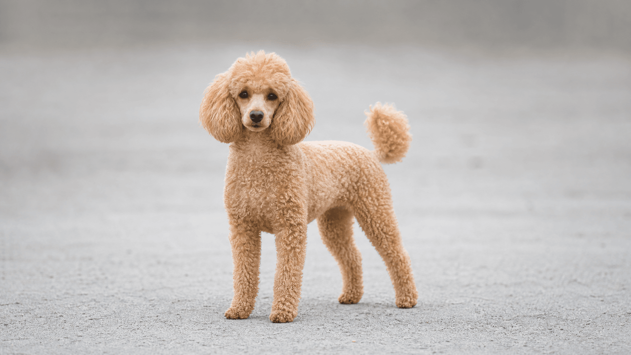 Caniche