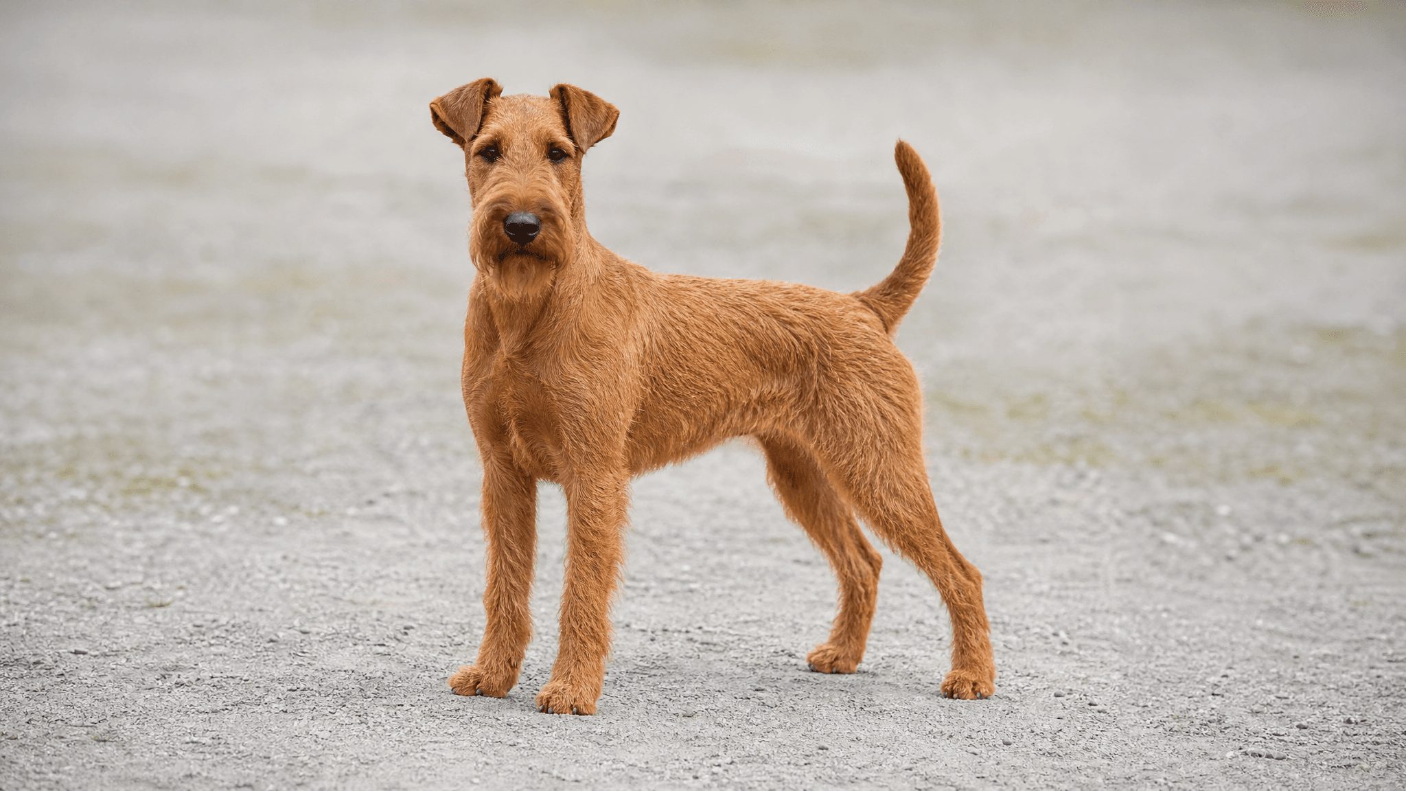Irish Terrier