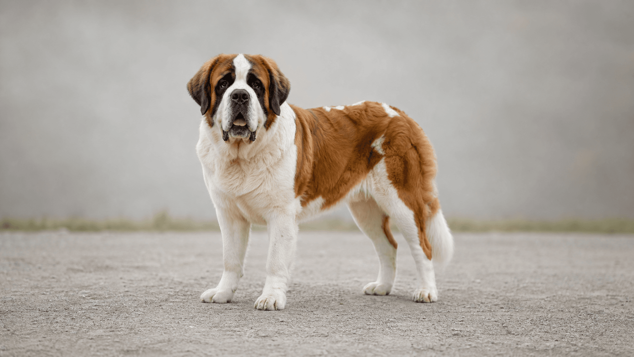 St. Bernard