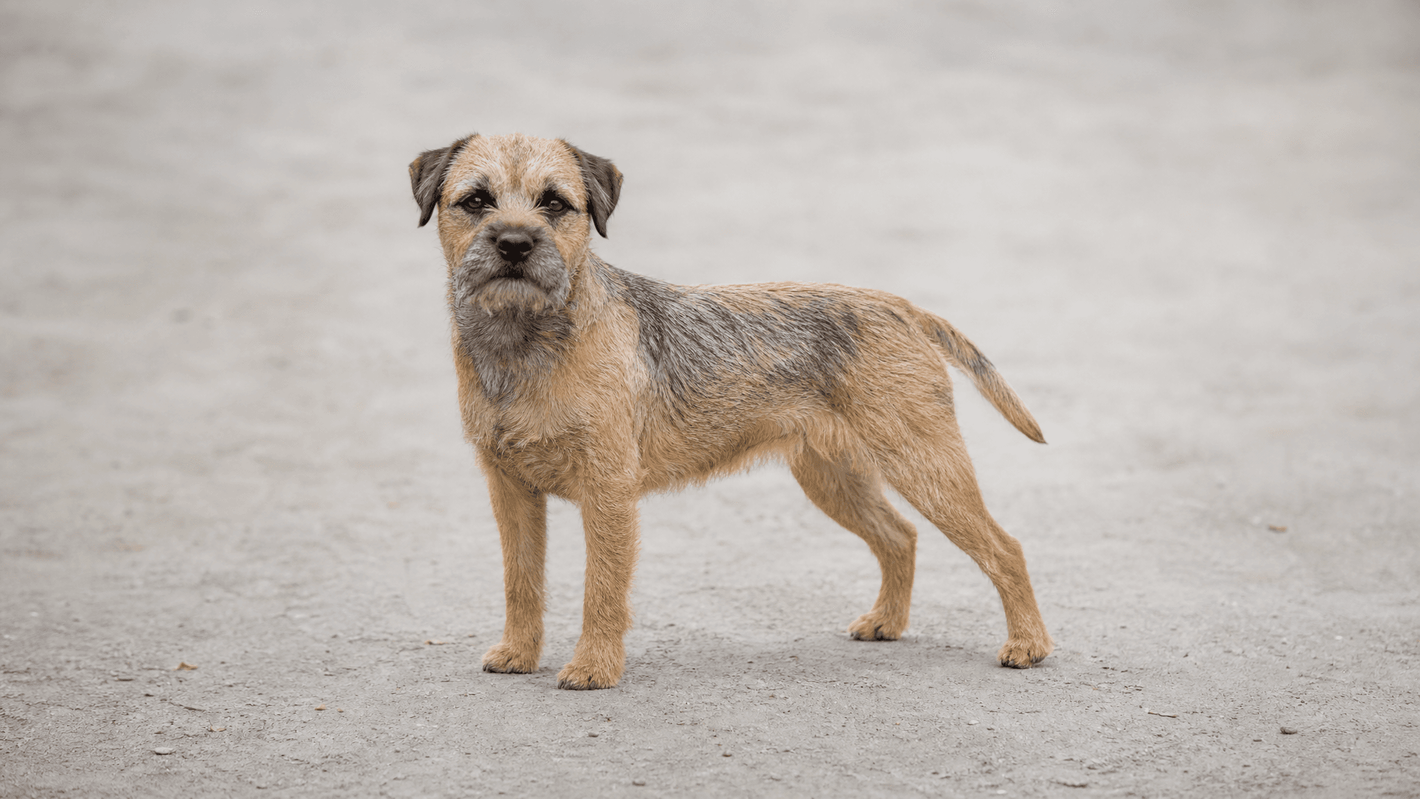 Border Terrier
