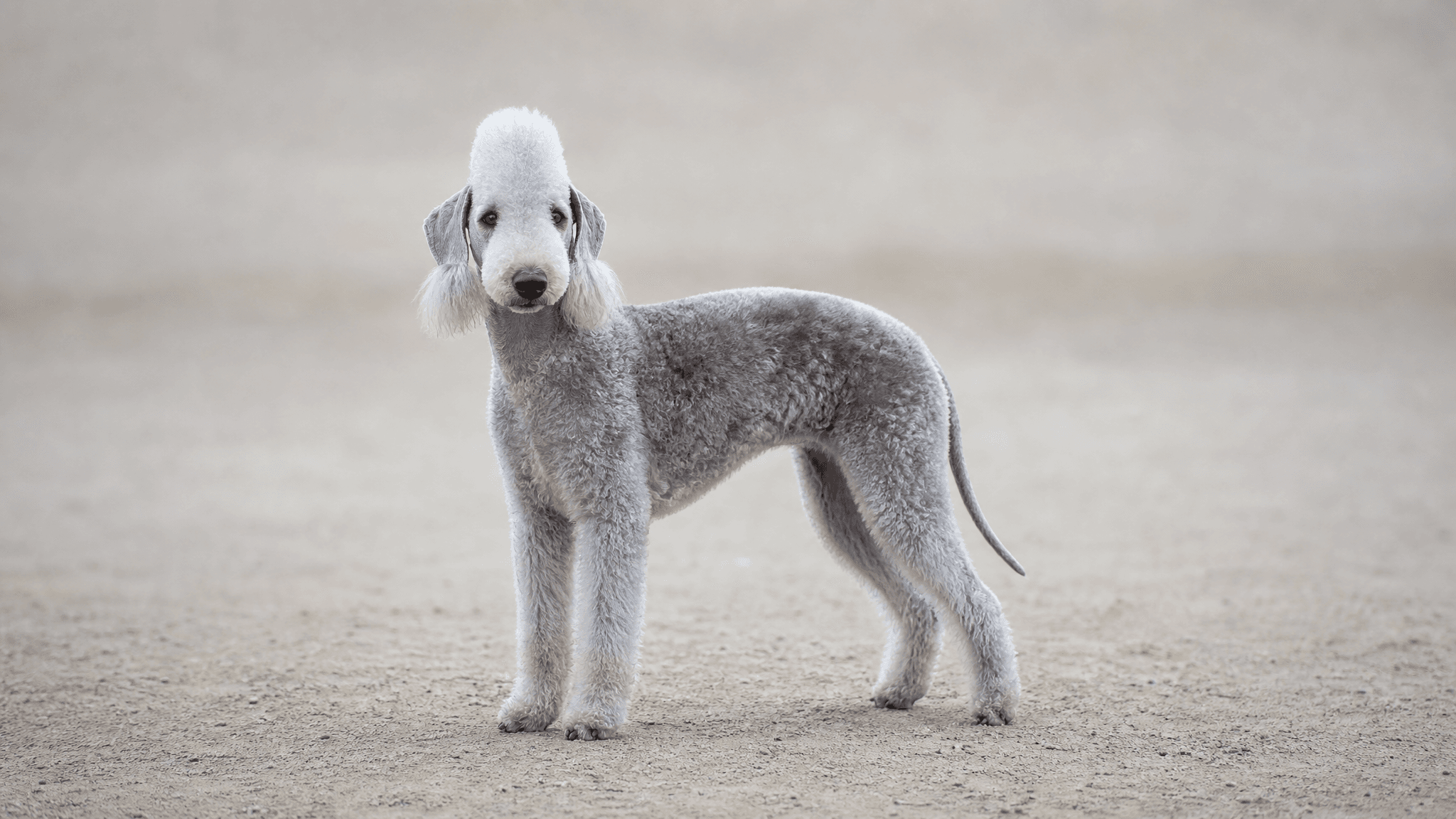 Bedlington Terrier