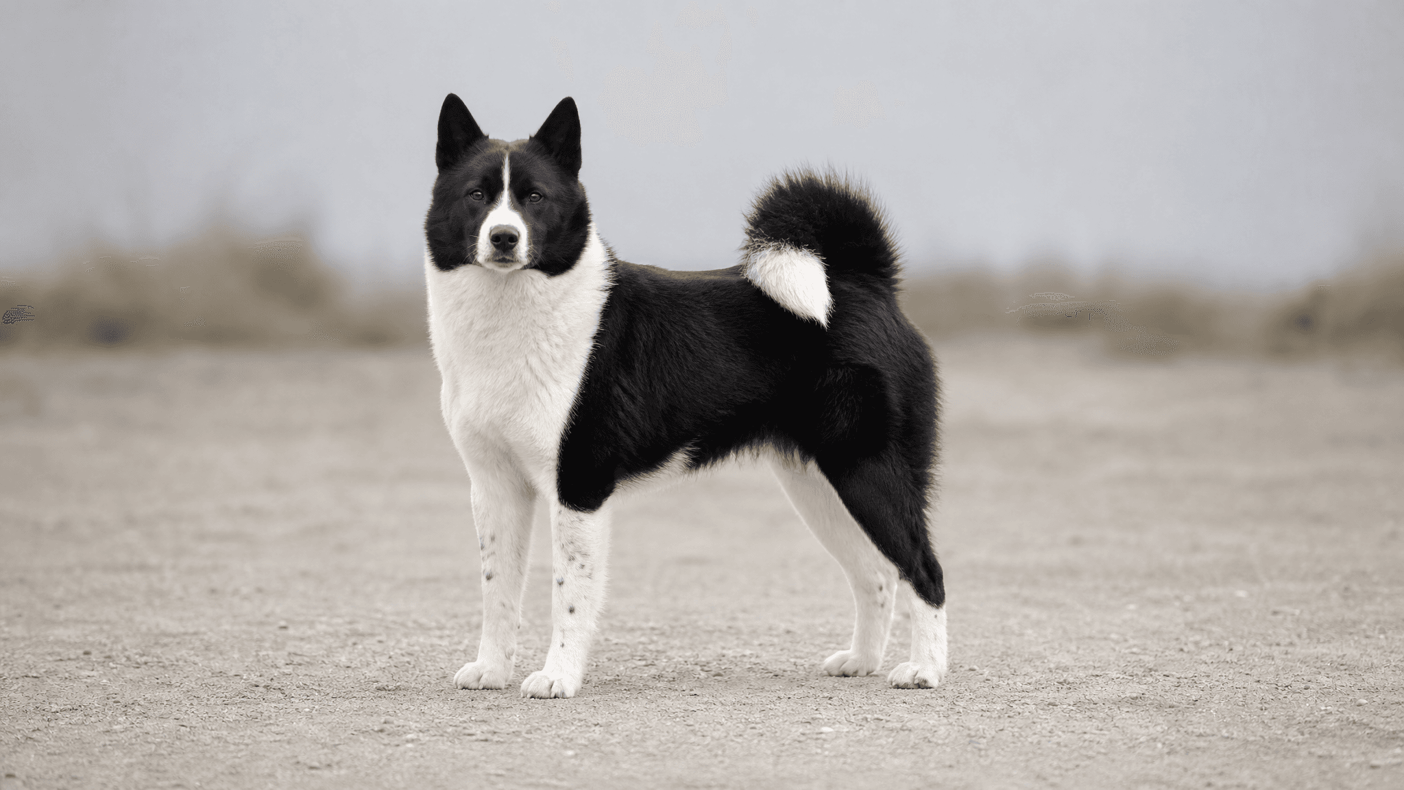 Perro De Osos De Carelia