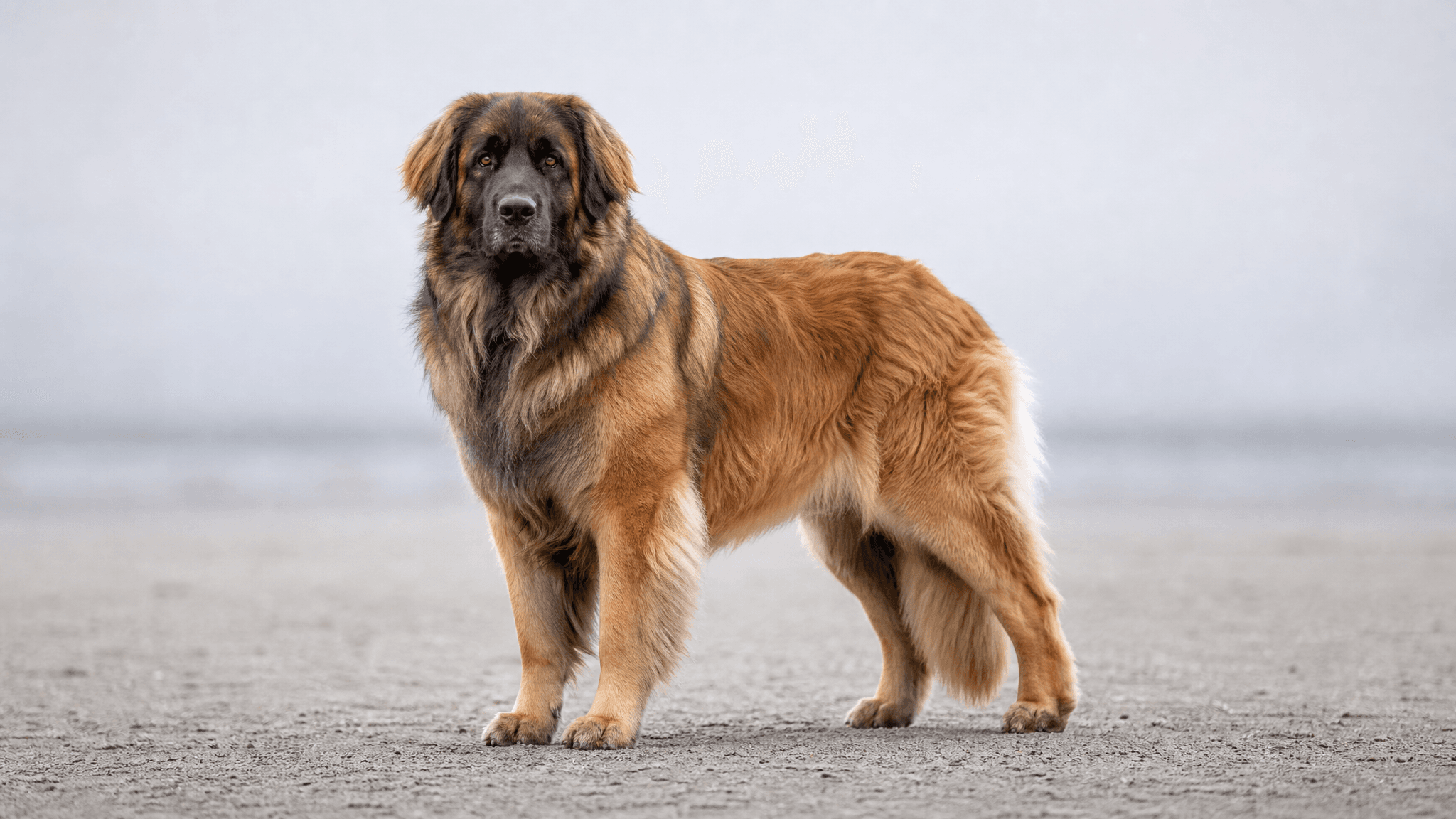 Leonberger