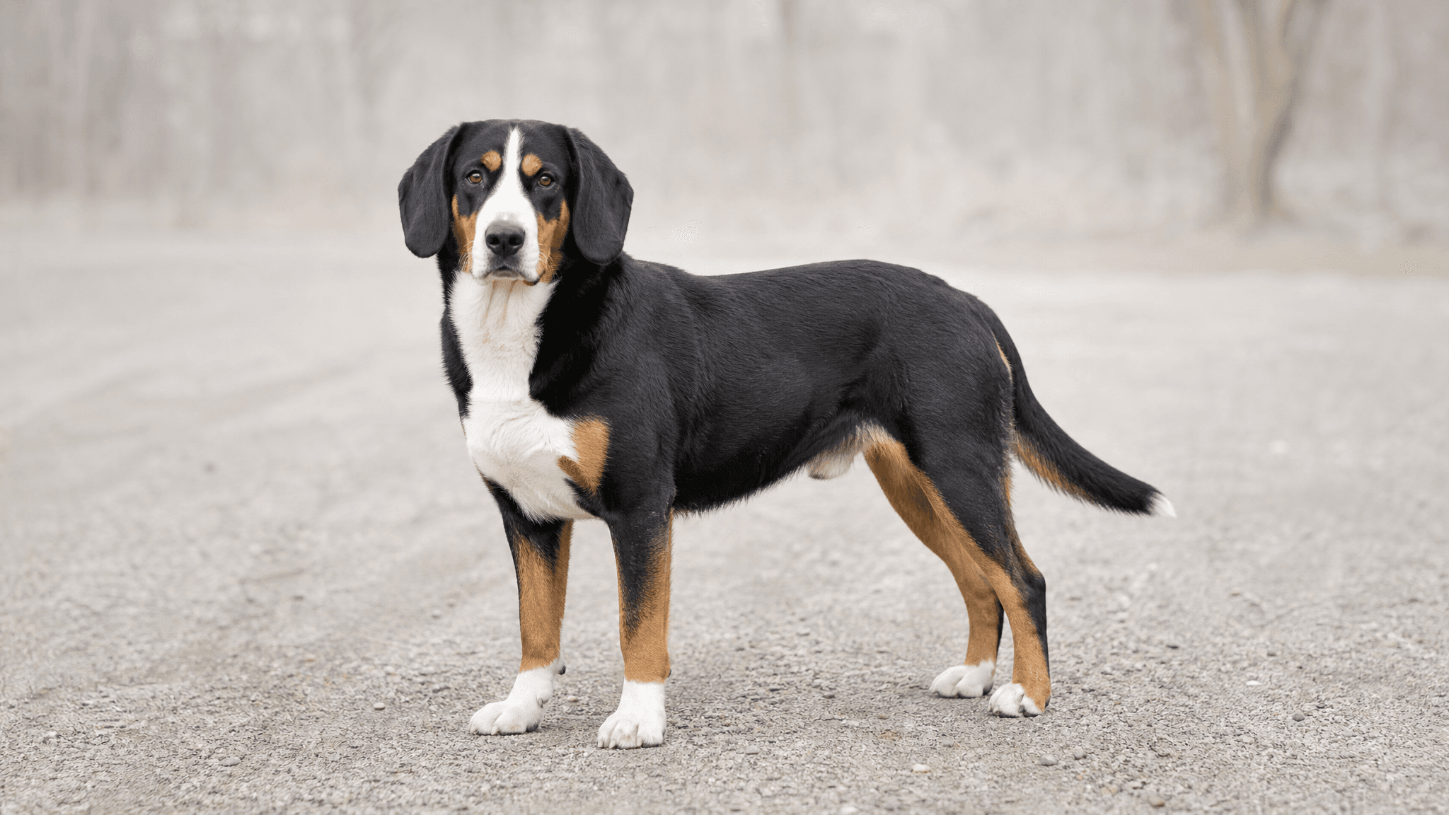 Tyrolean Hound