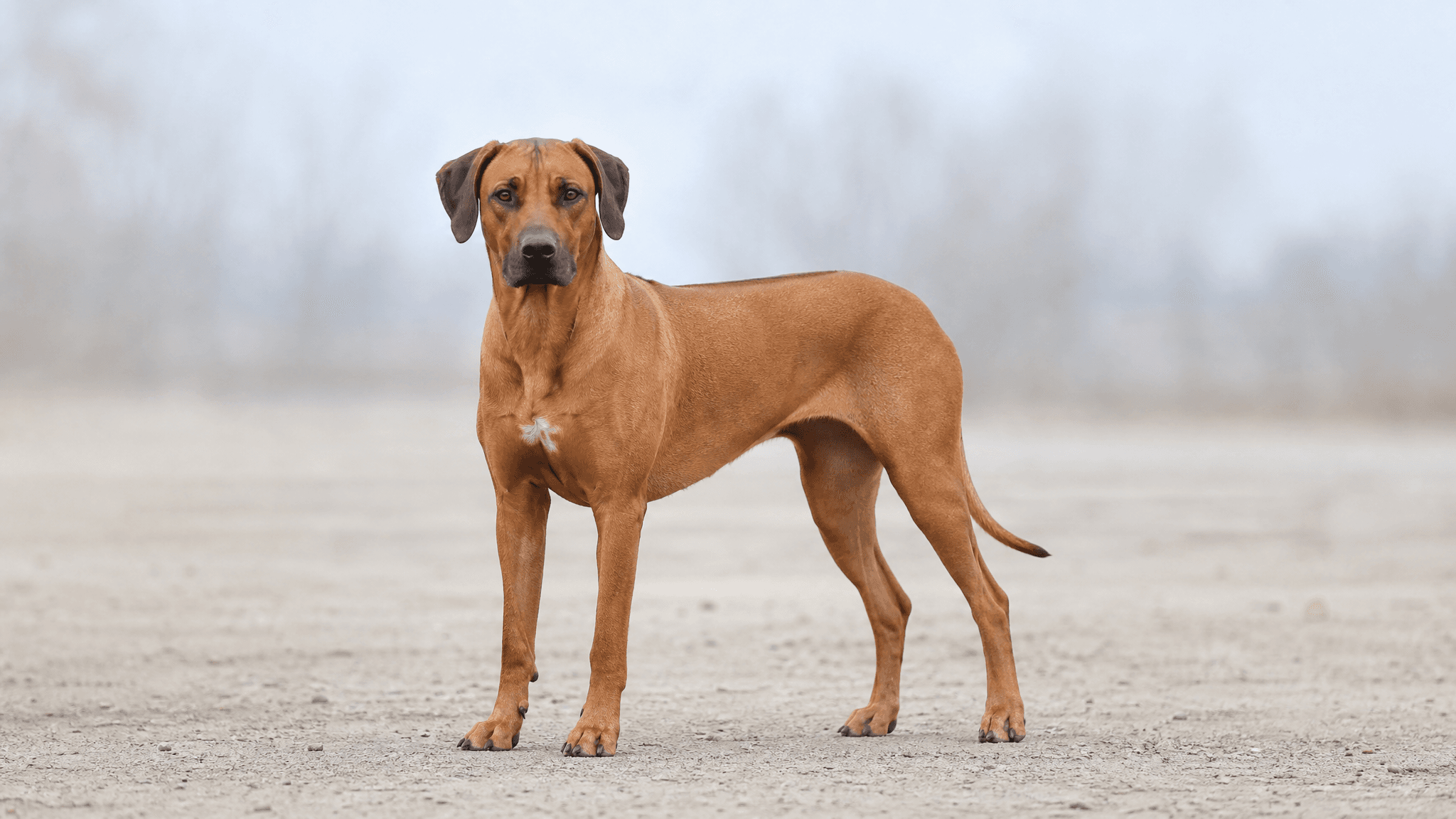 Rhodesian Ridgeback