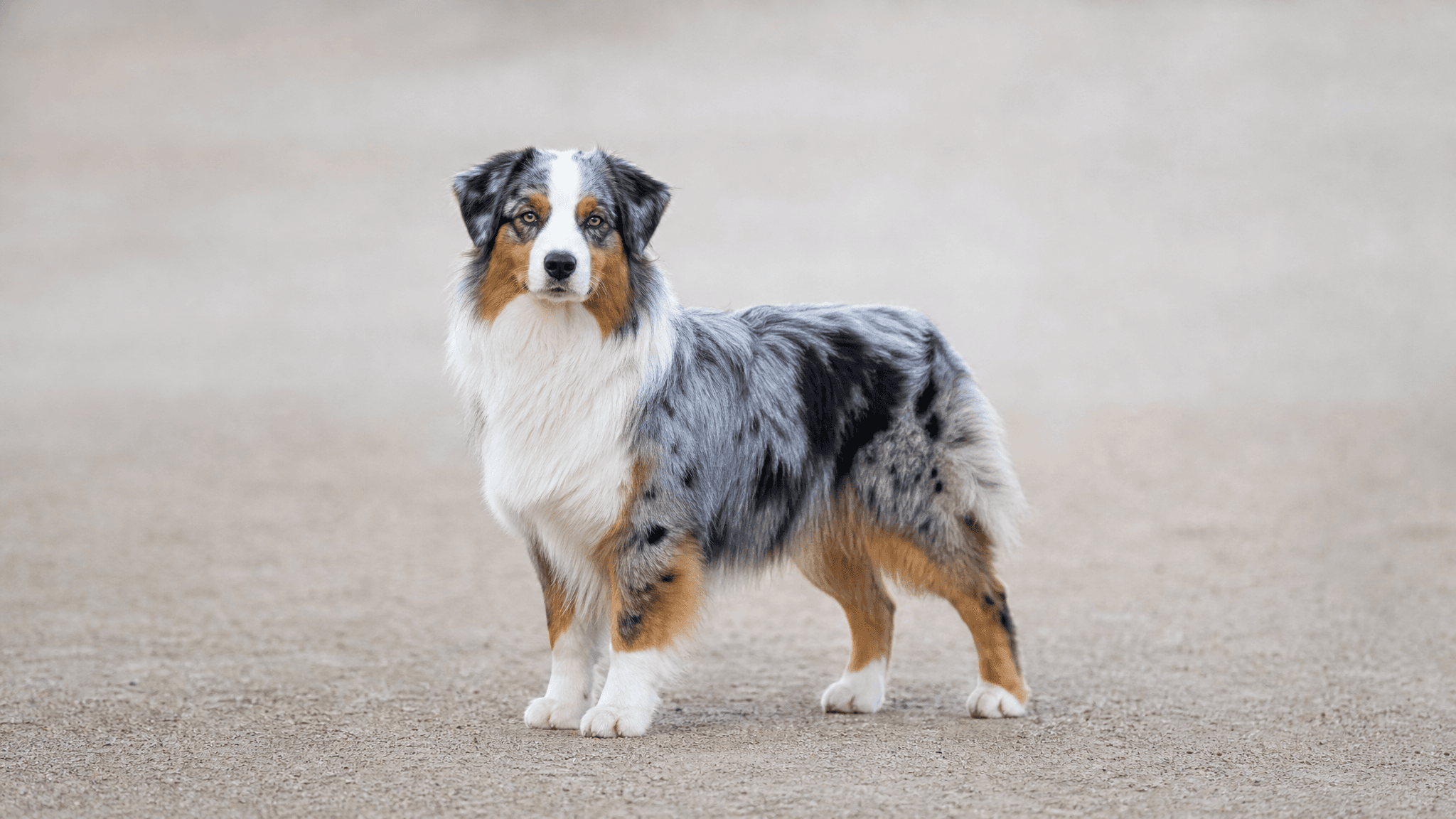 Australian Shepherd