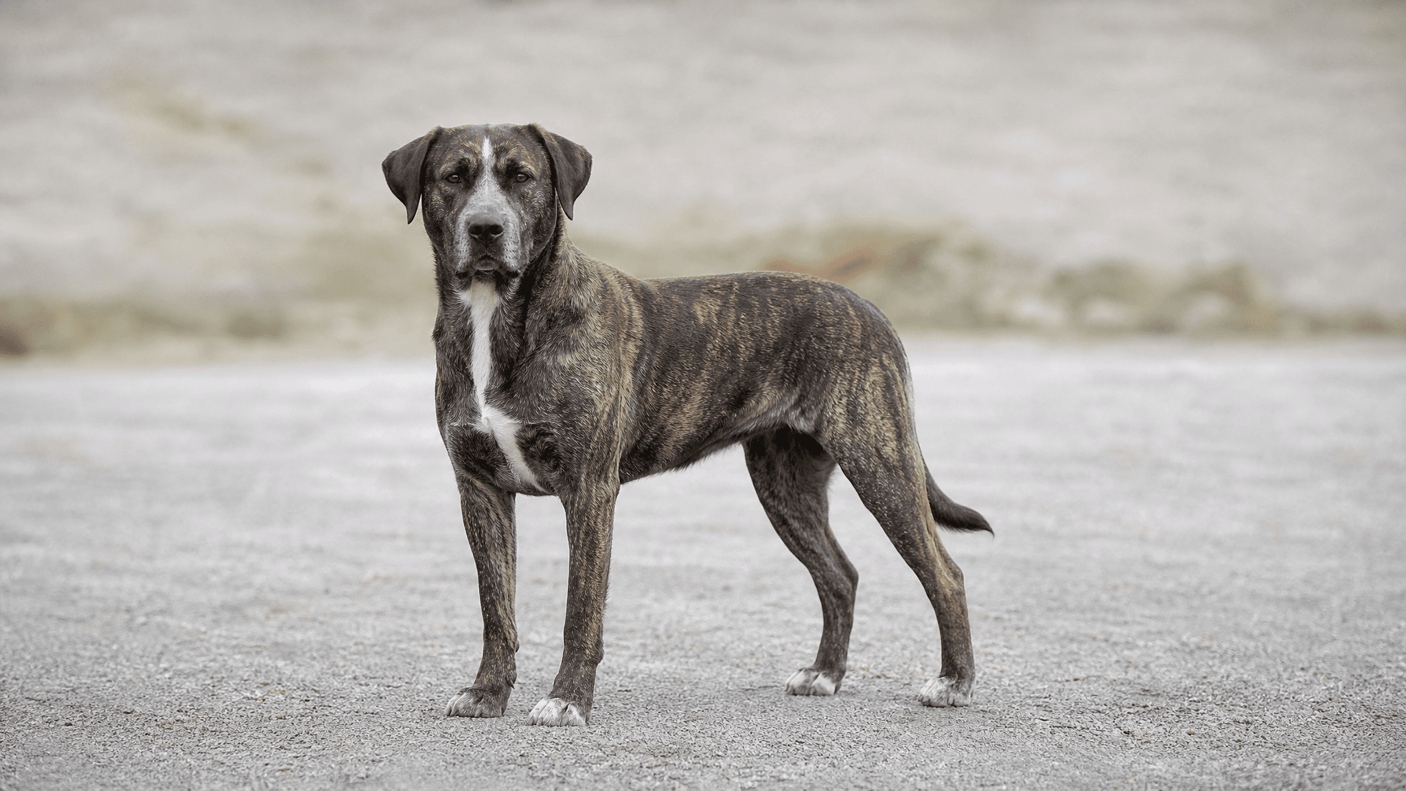 Saint Miguel Cattle Dog