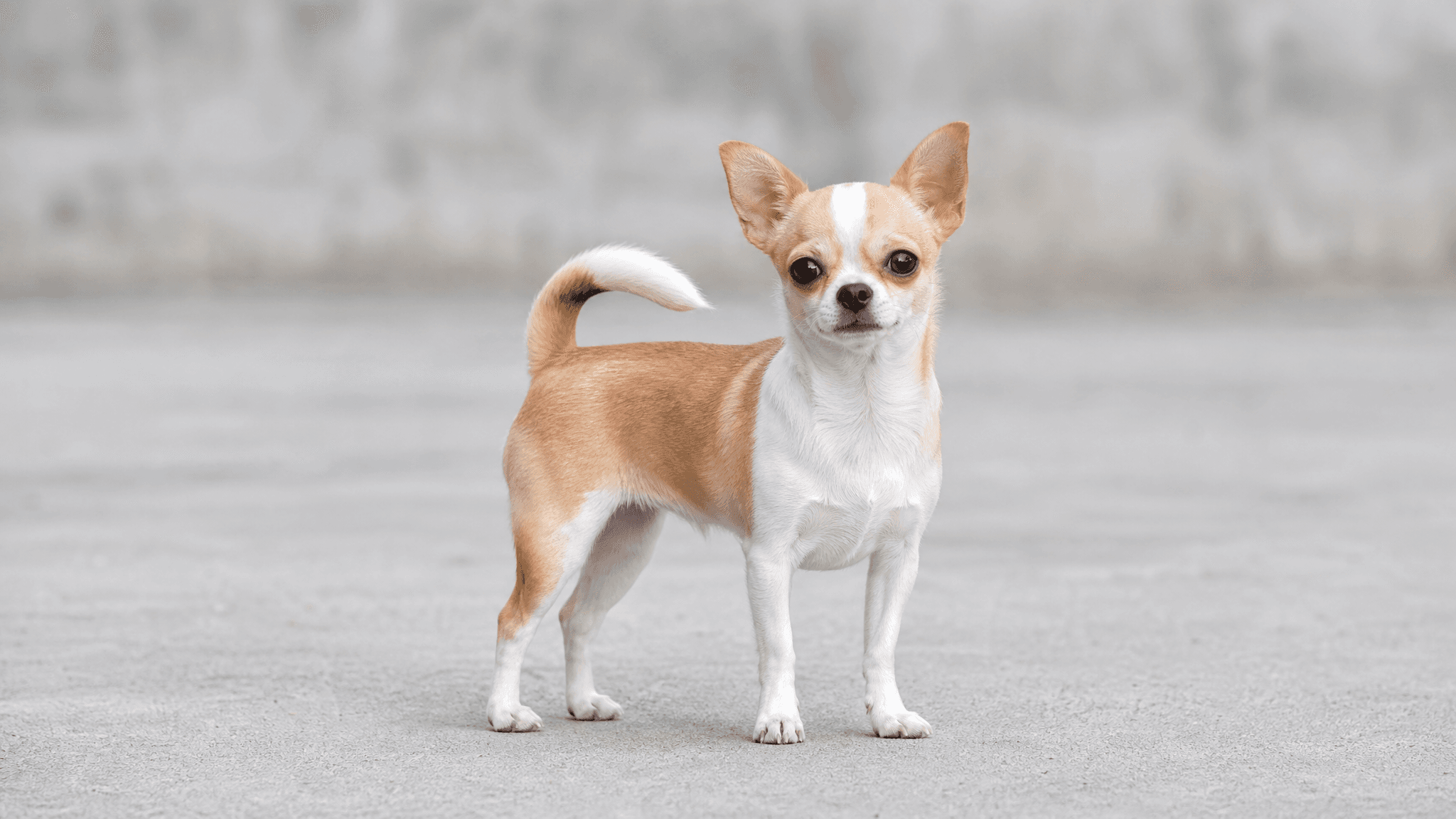 Chihuahueño