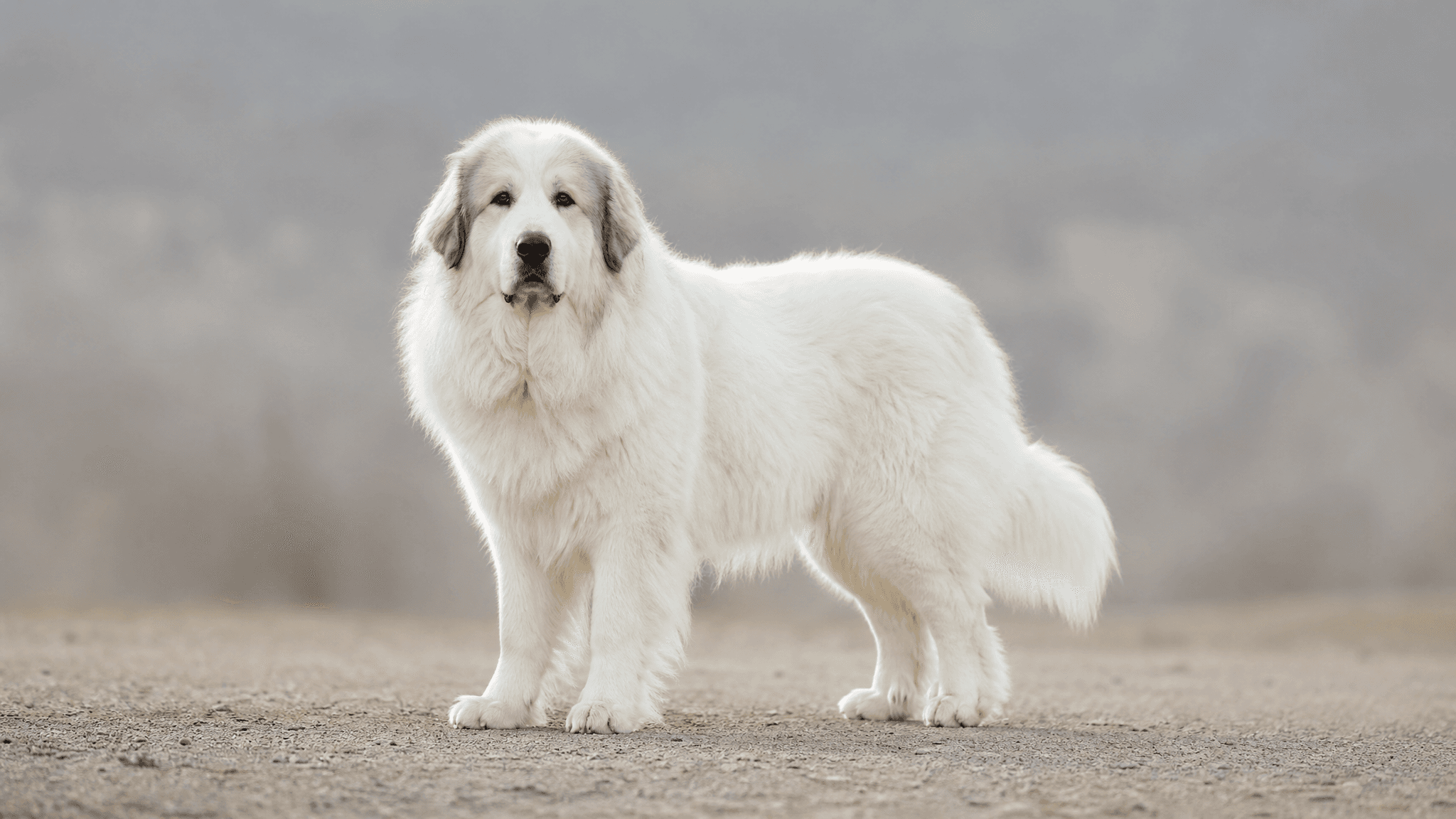 Cão De Montanha Dos Pirenéus