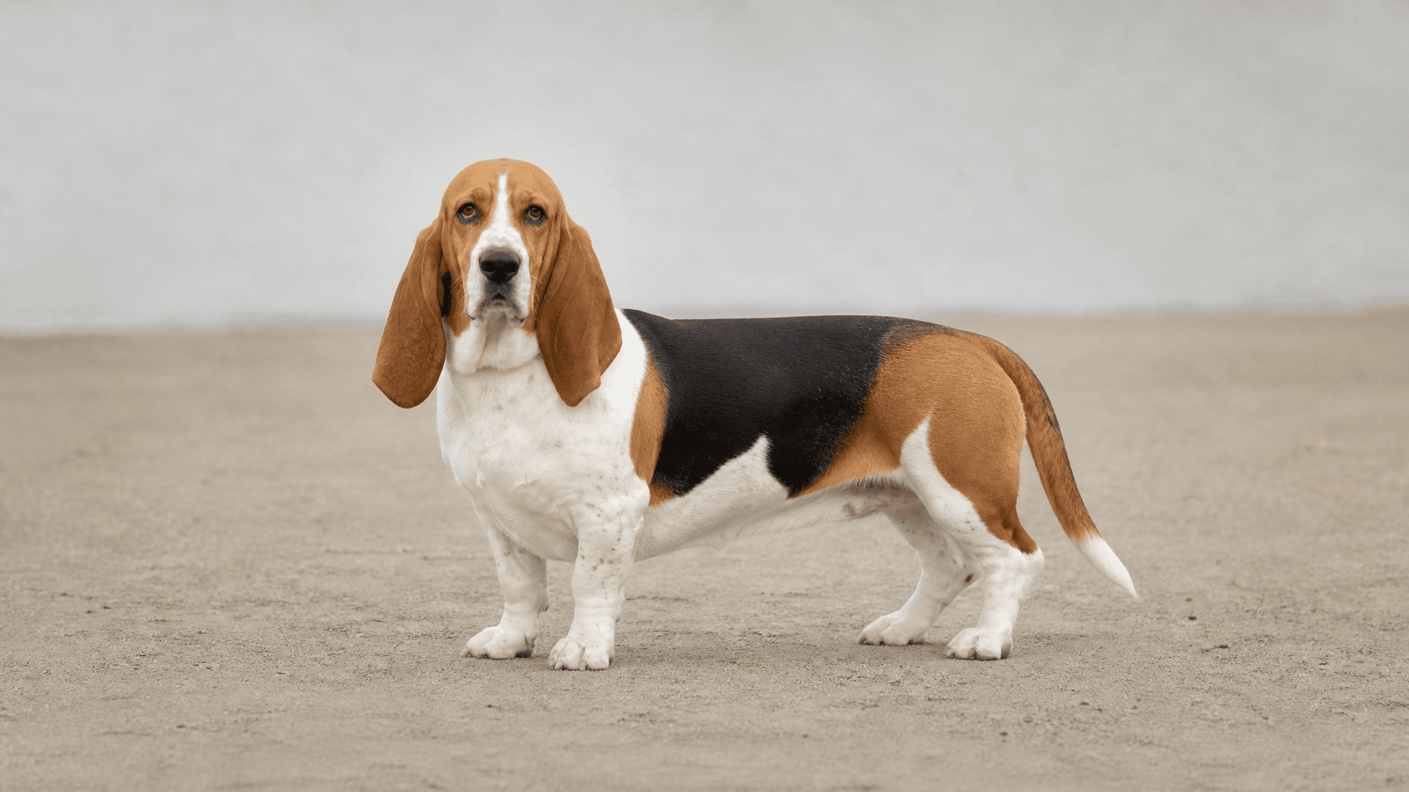 Basset Artesiano Normando