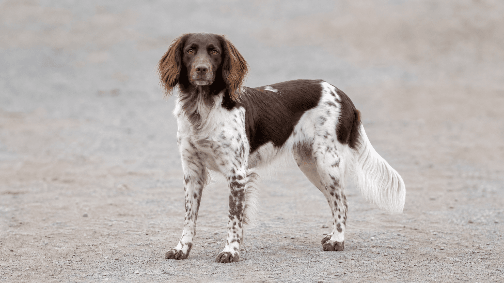 Pequeño Münsterländer