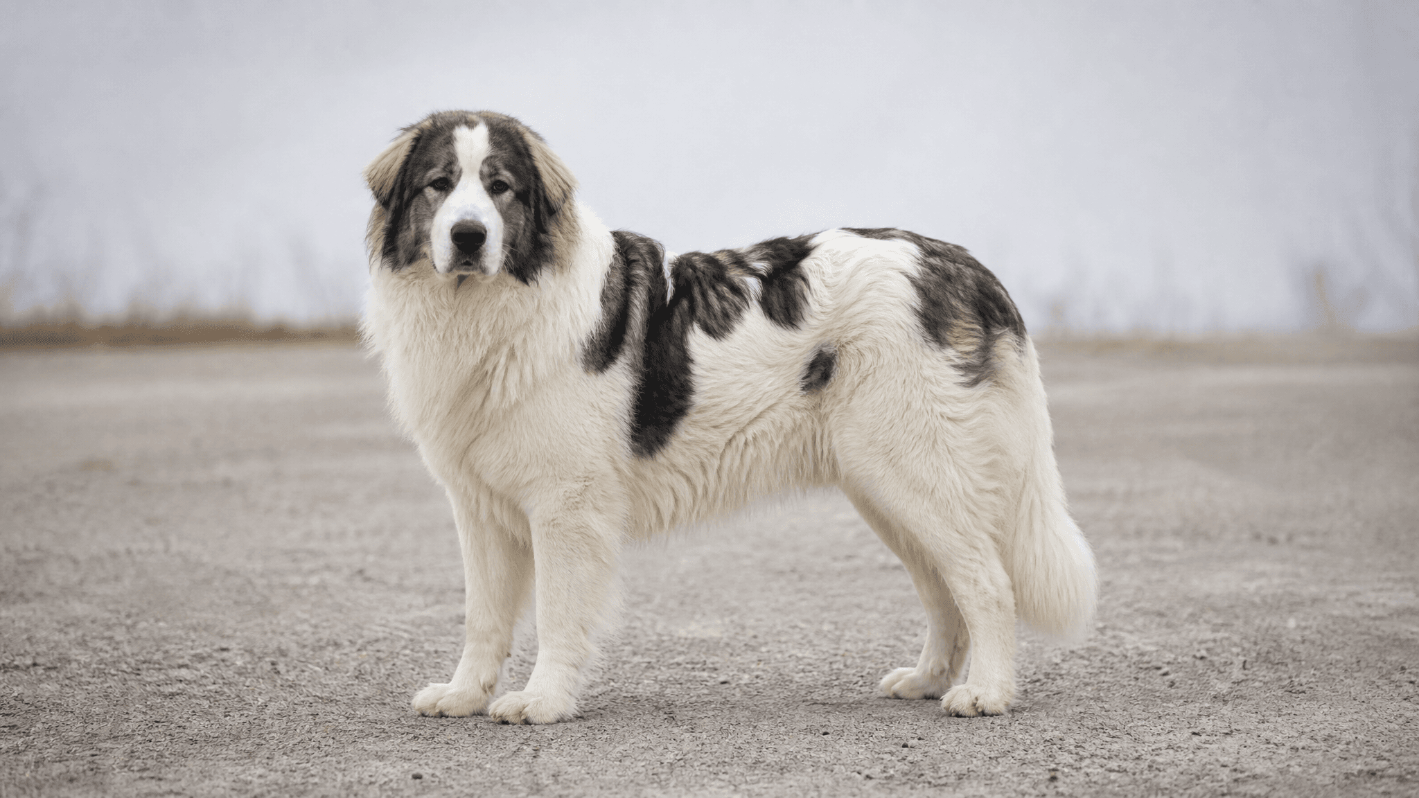 Cão De Pastor Romeno Da Bucovina