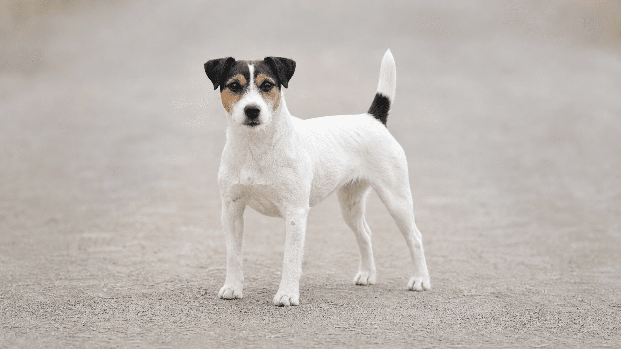 Russell Terrier
