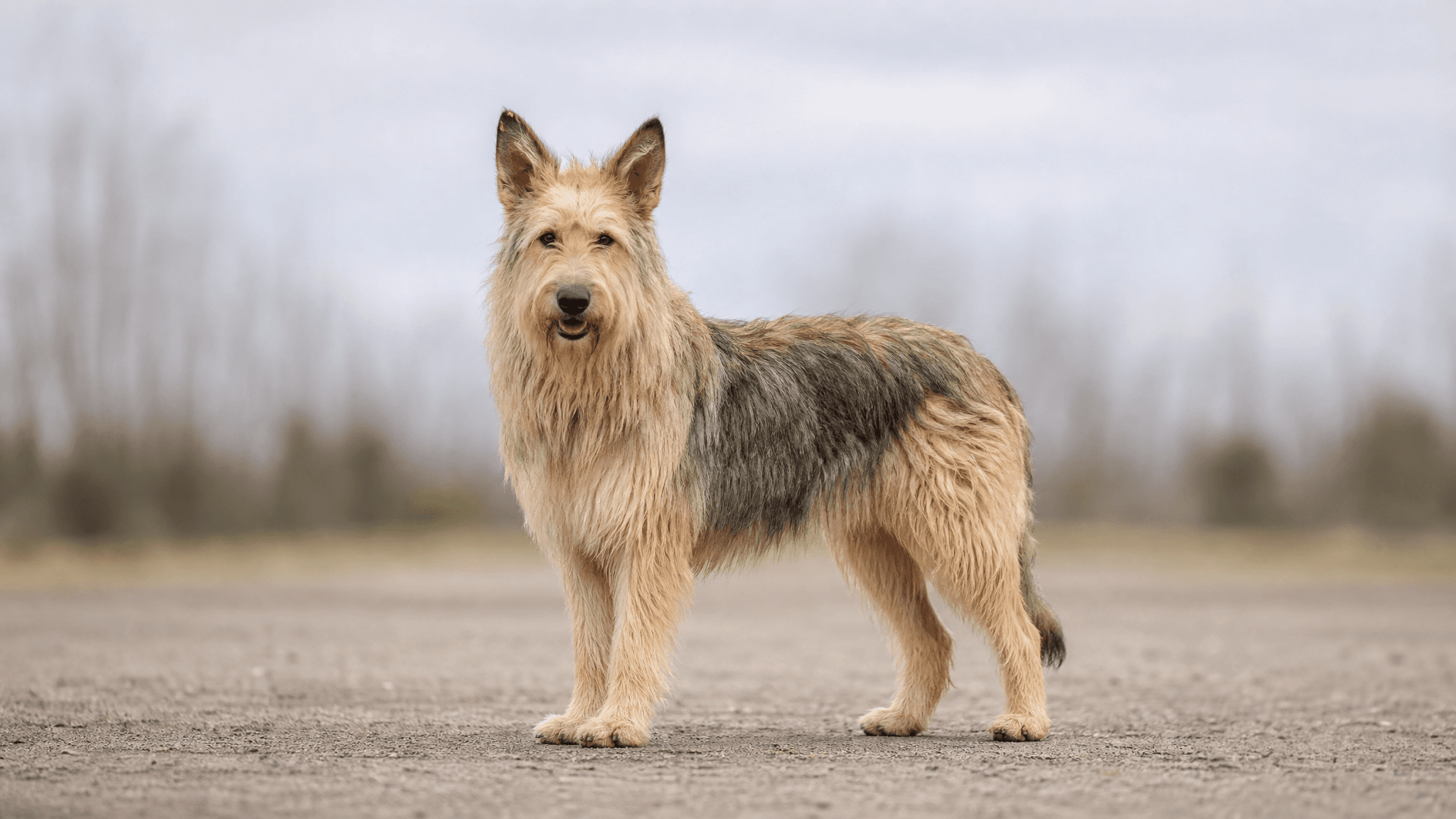 Picardy Sheepdog