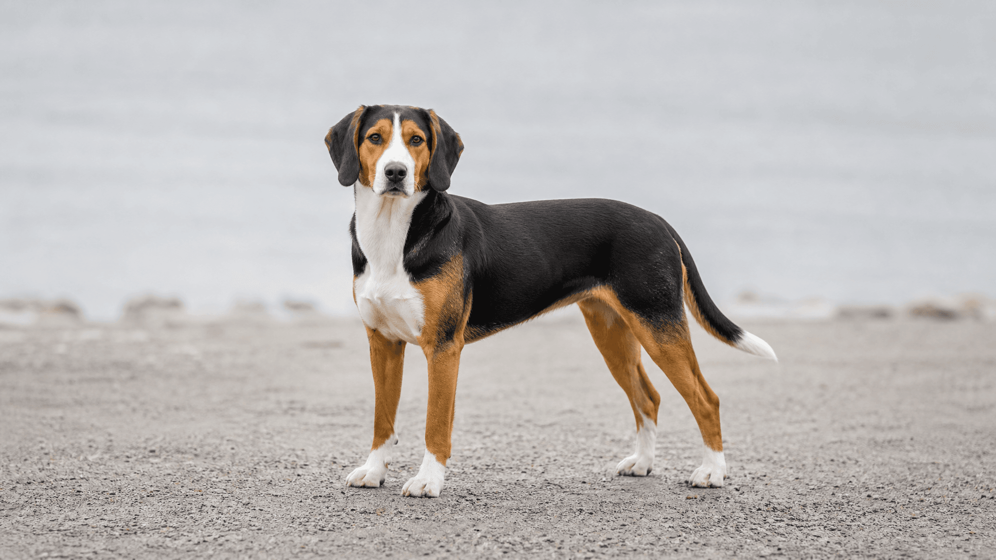 Finnish Hound