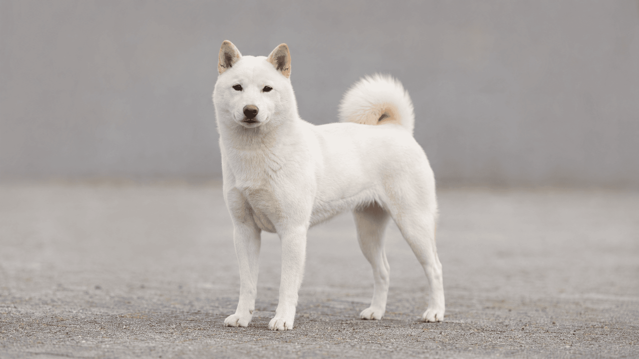 Kishu
