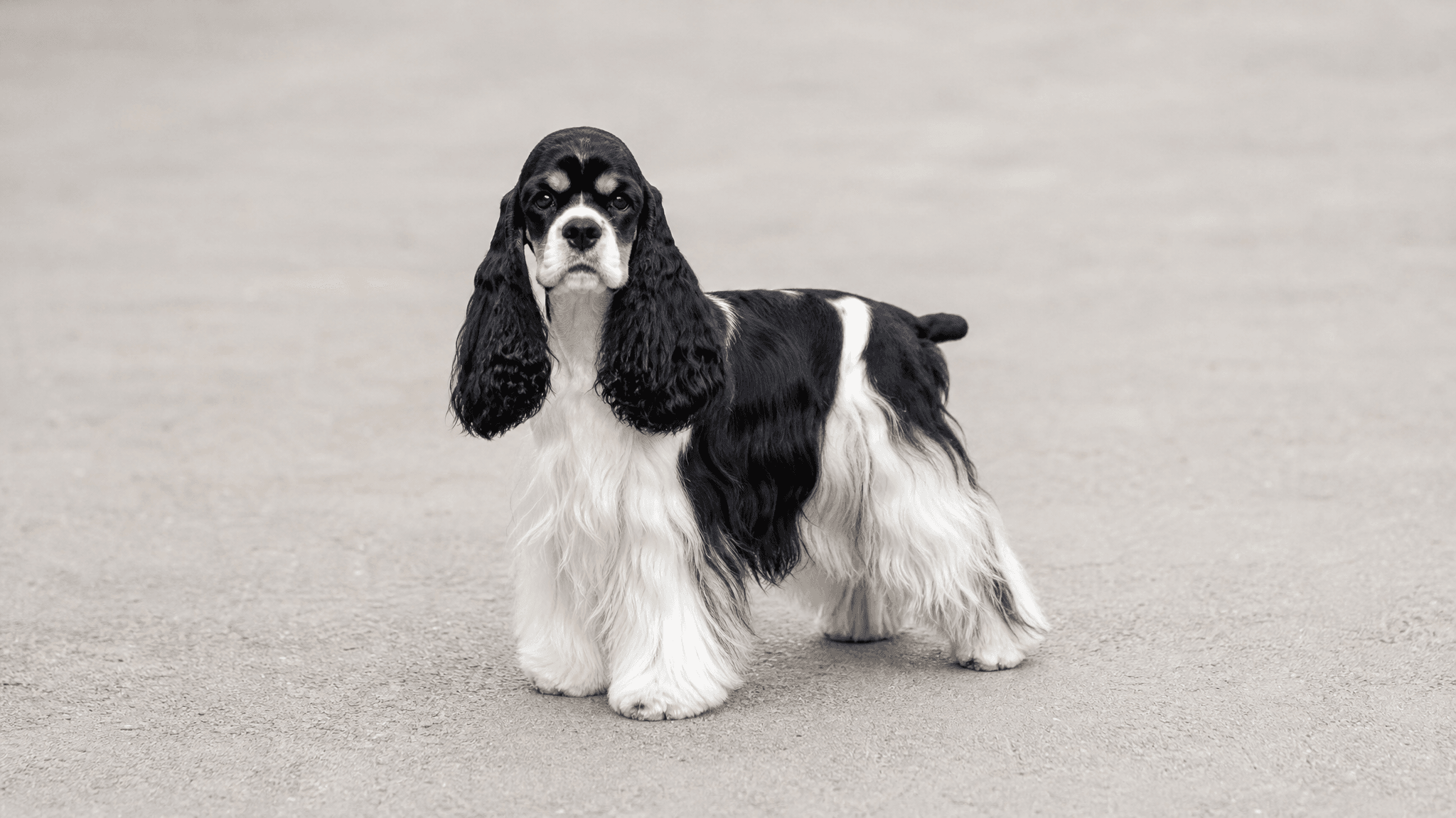 Cocker Spaniel Americano