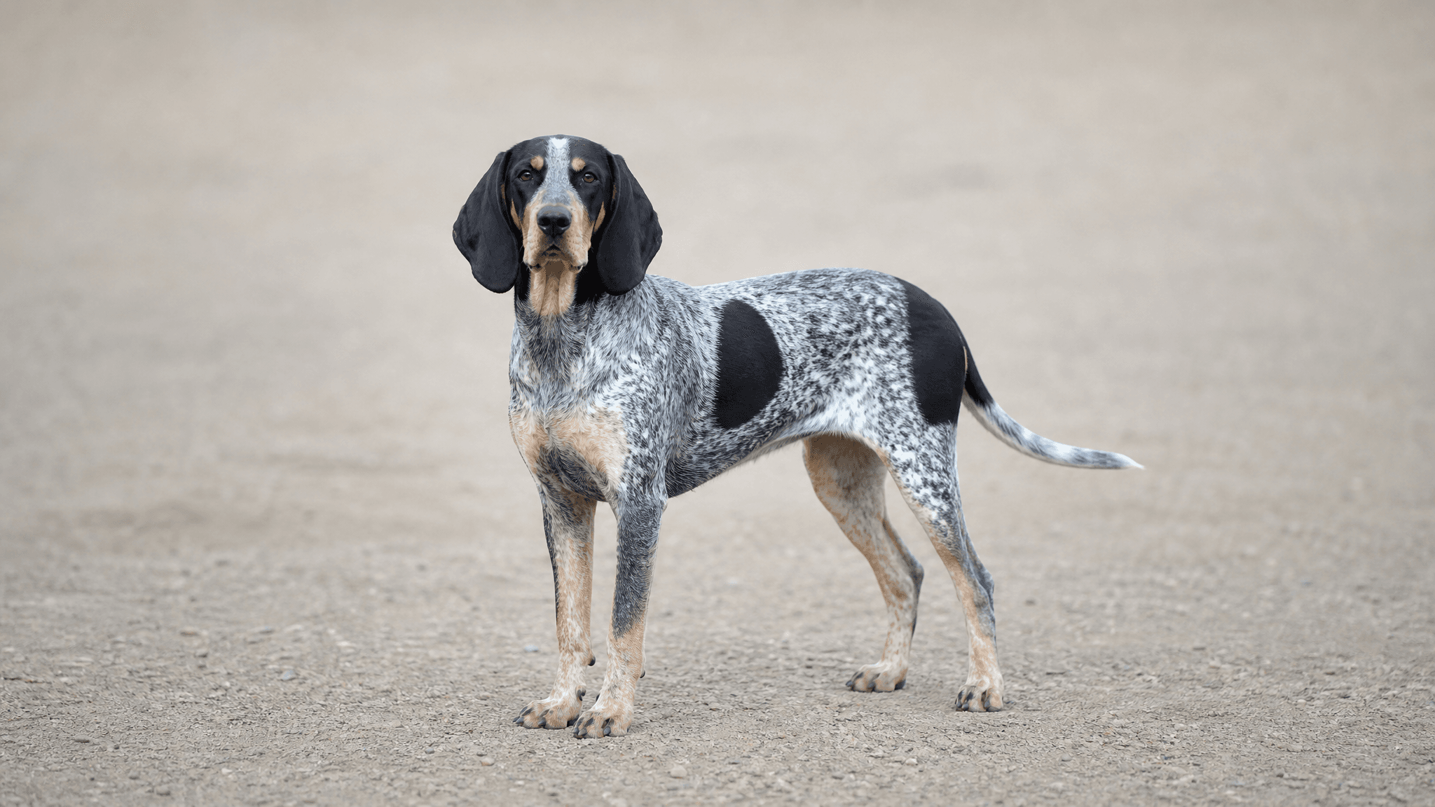 Pequeño Azul De Gascuña