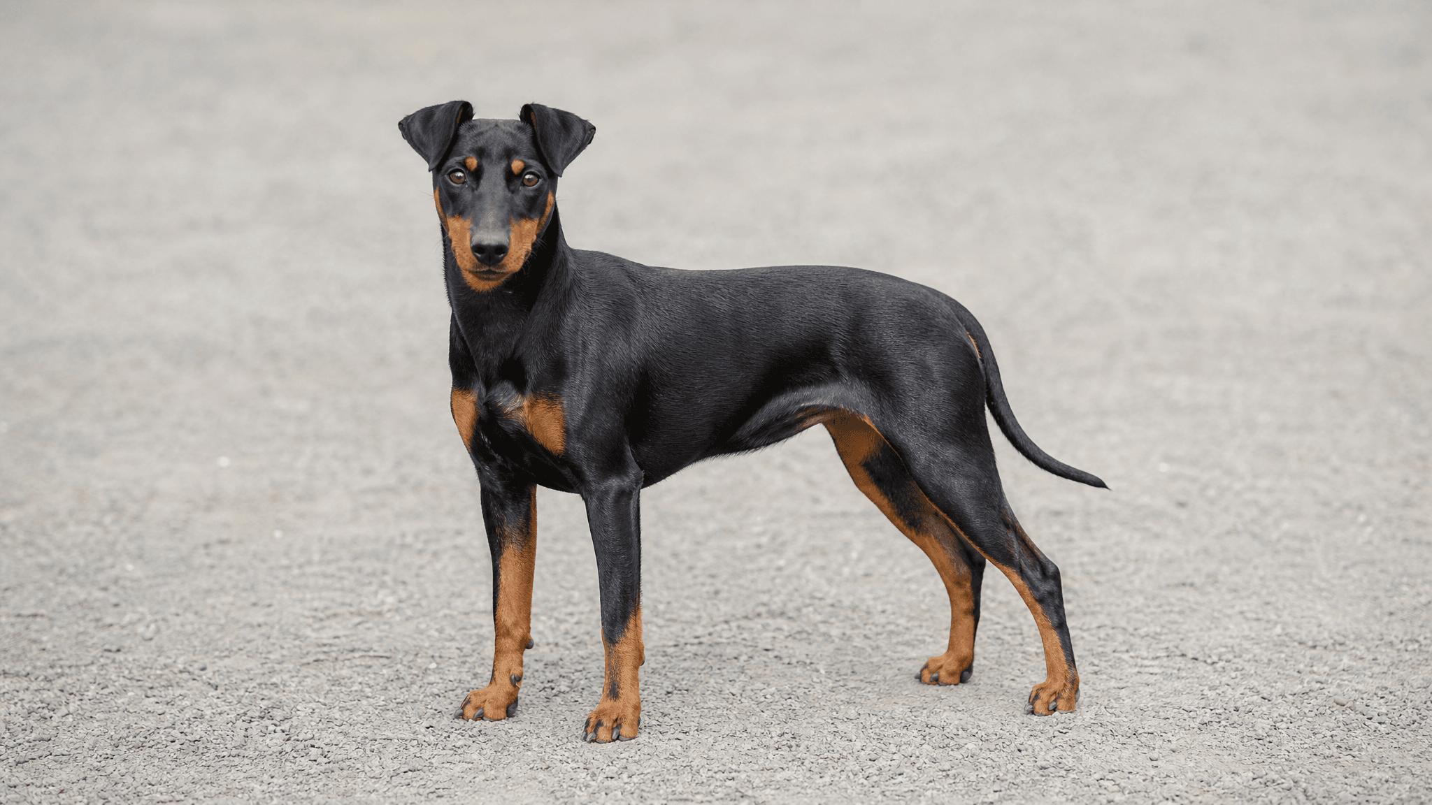 Manchester Terrier