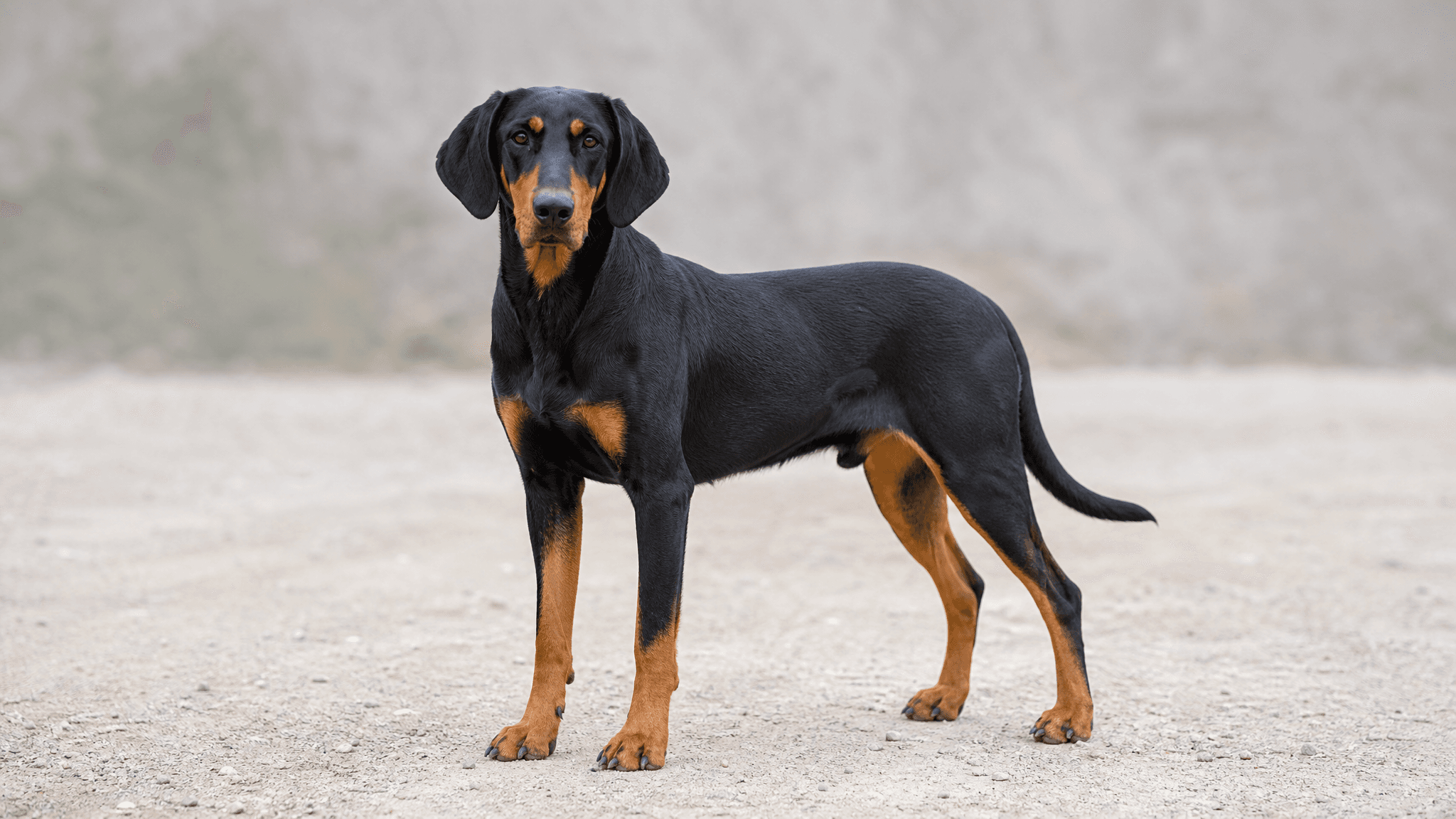 Hellenic Hound