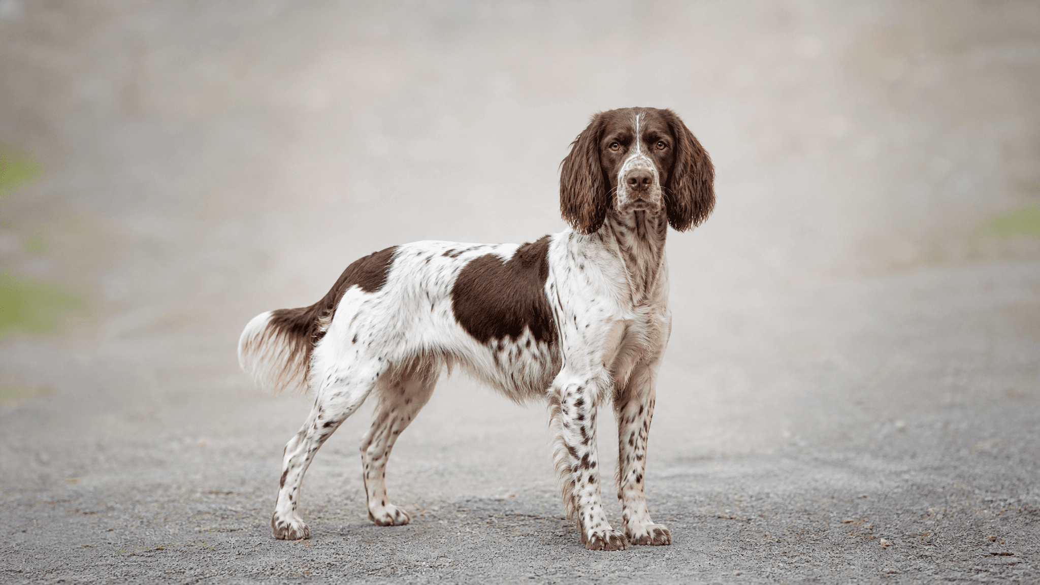 French Spaniel