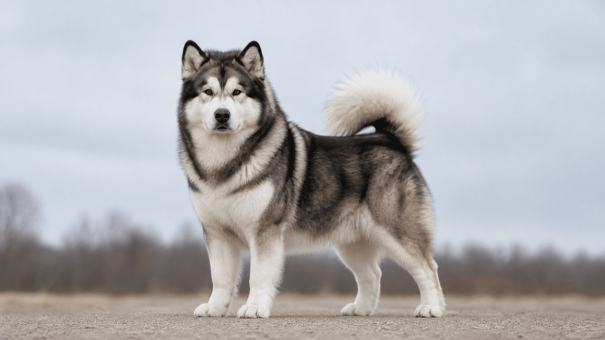 Alaskan Malamute