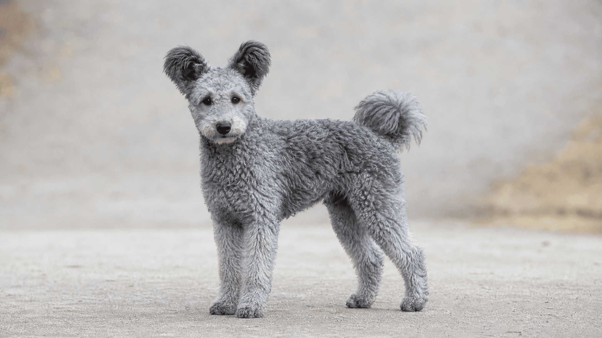 Pumi