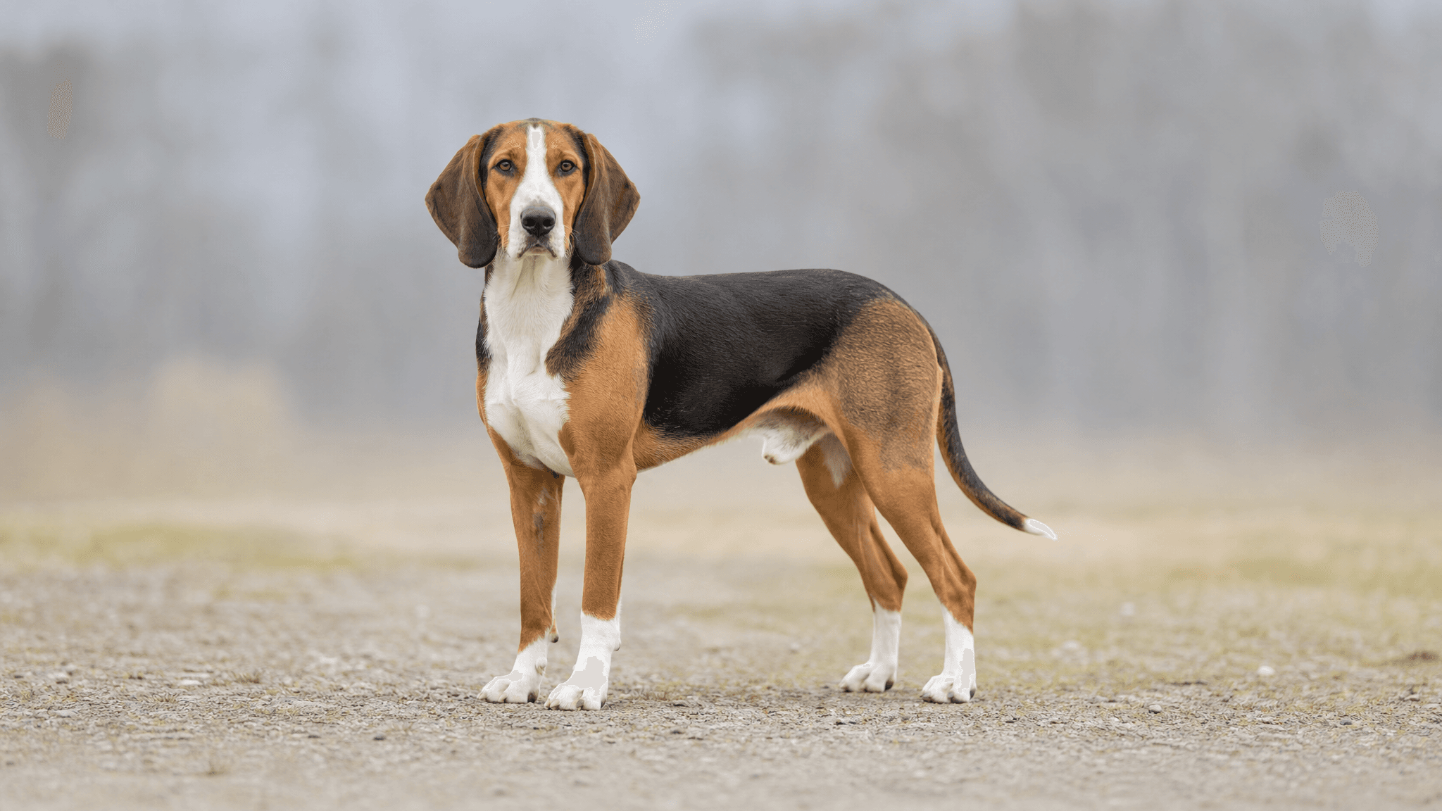 Artois Hound