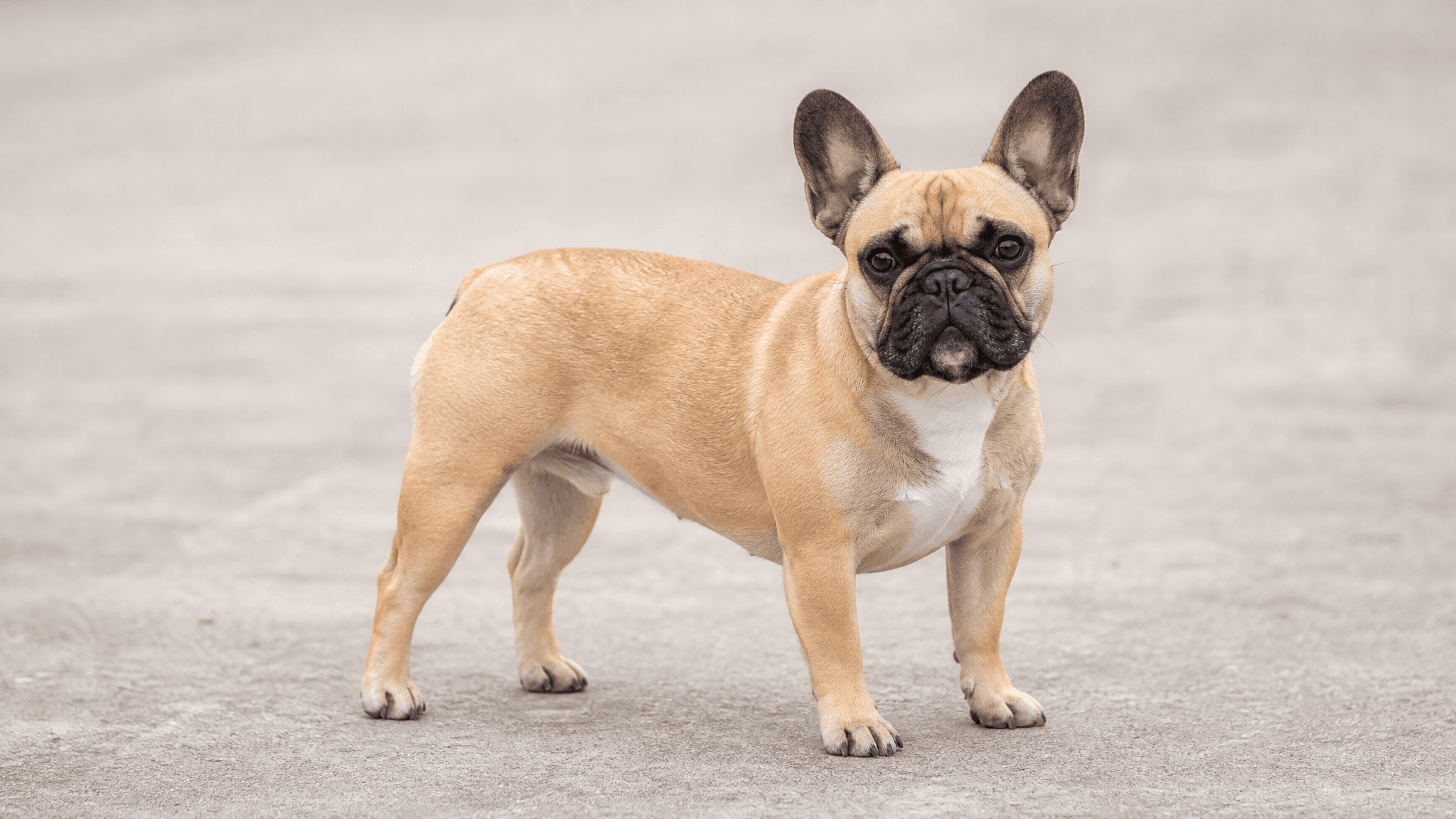 Bulldog Francês