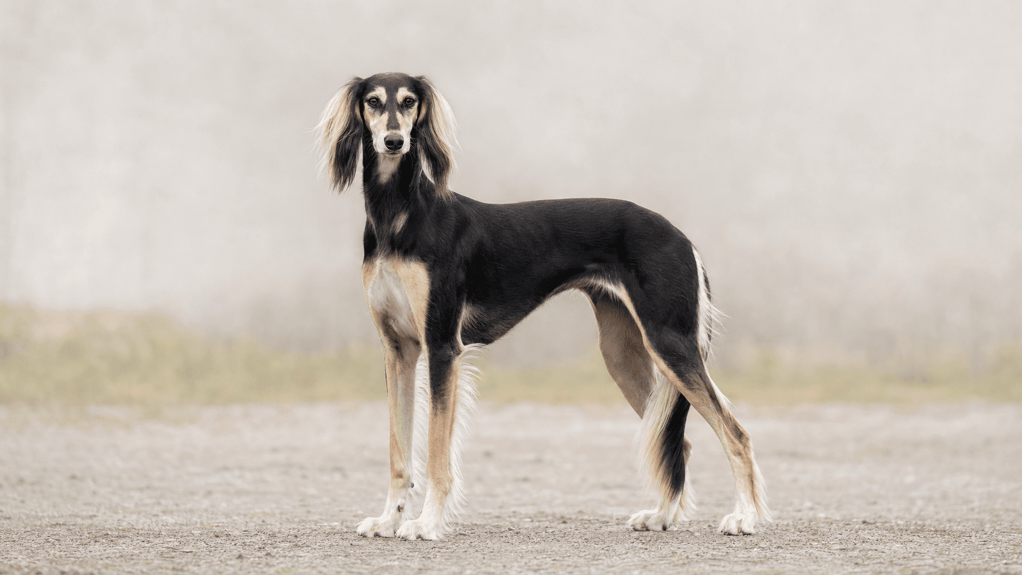Saluki