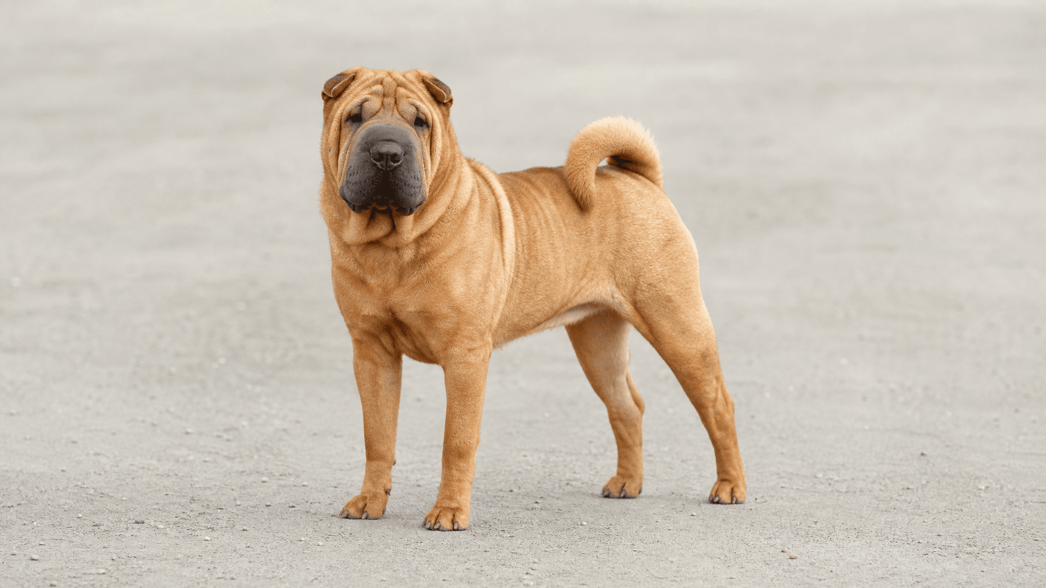 Shar Pei