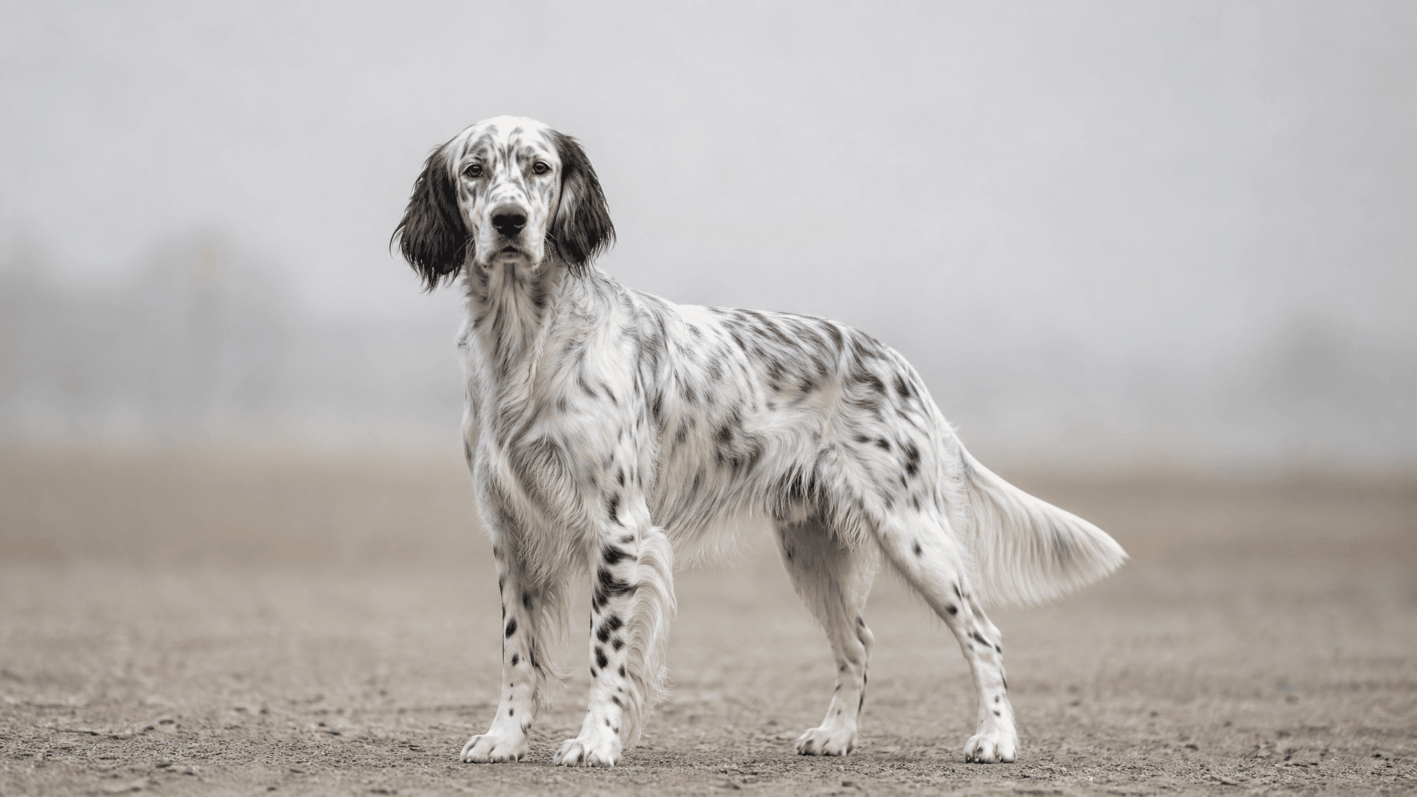 Setter Inglés