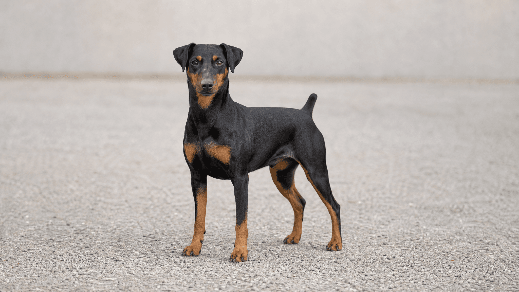 Pinscher Alemán