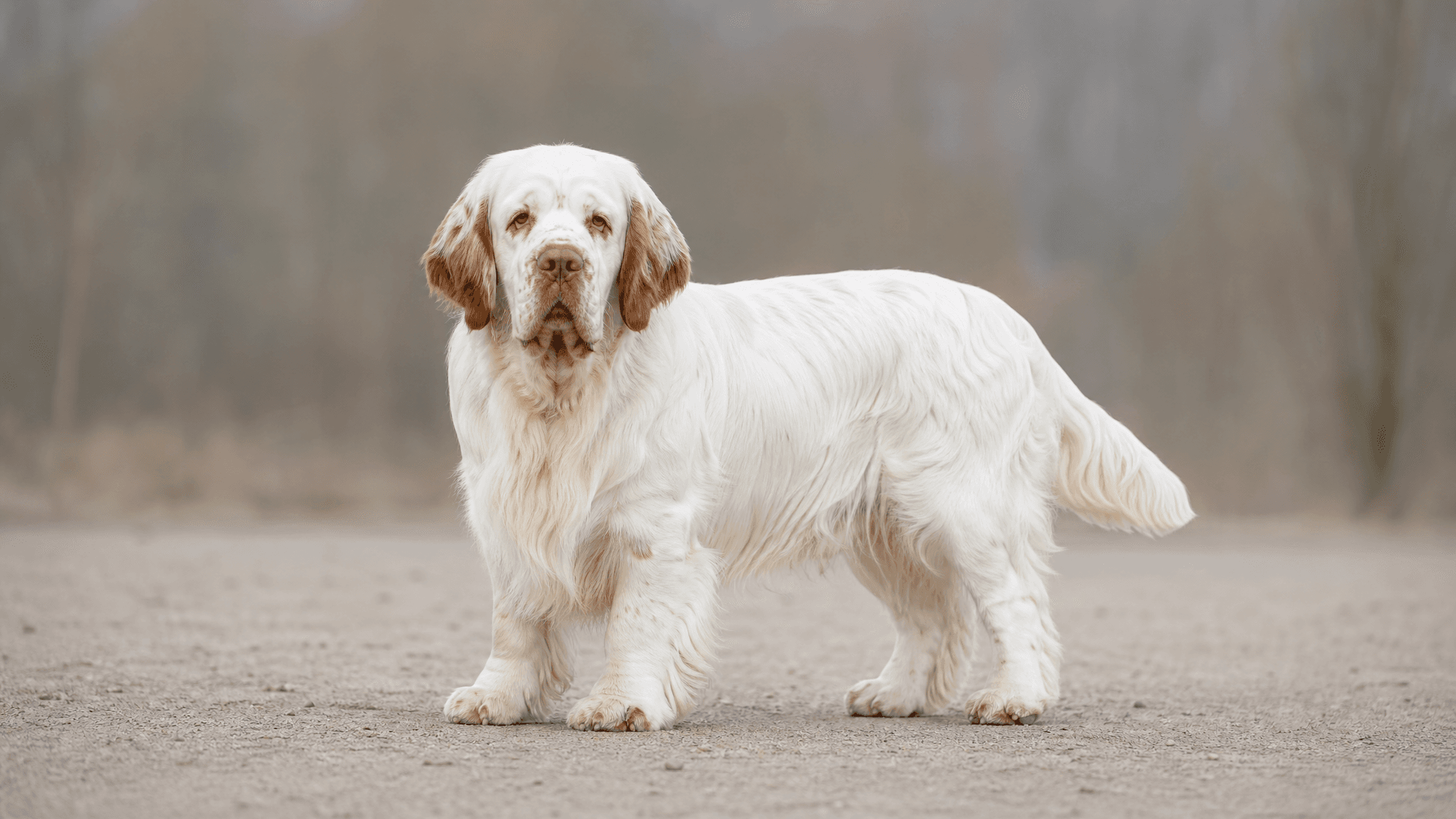 Clumber Spaniel