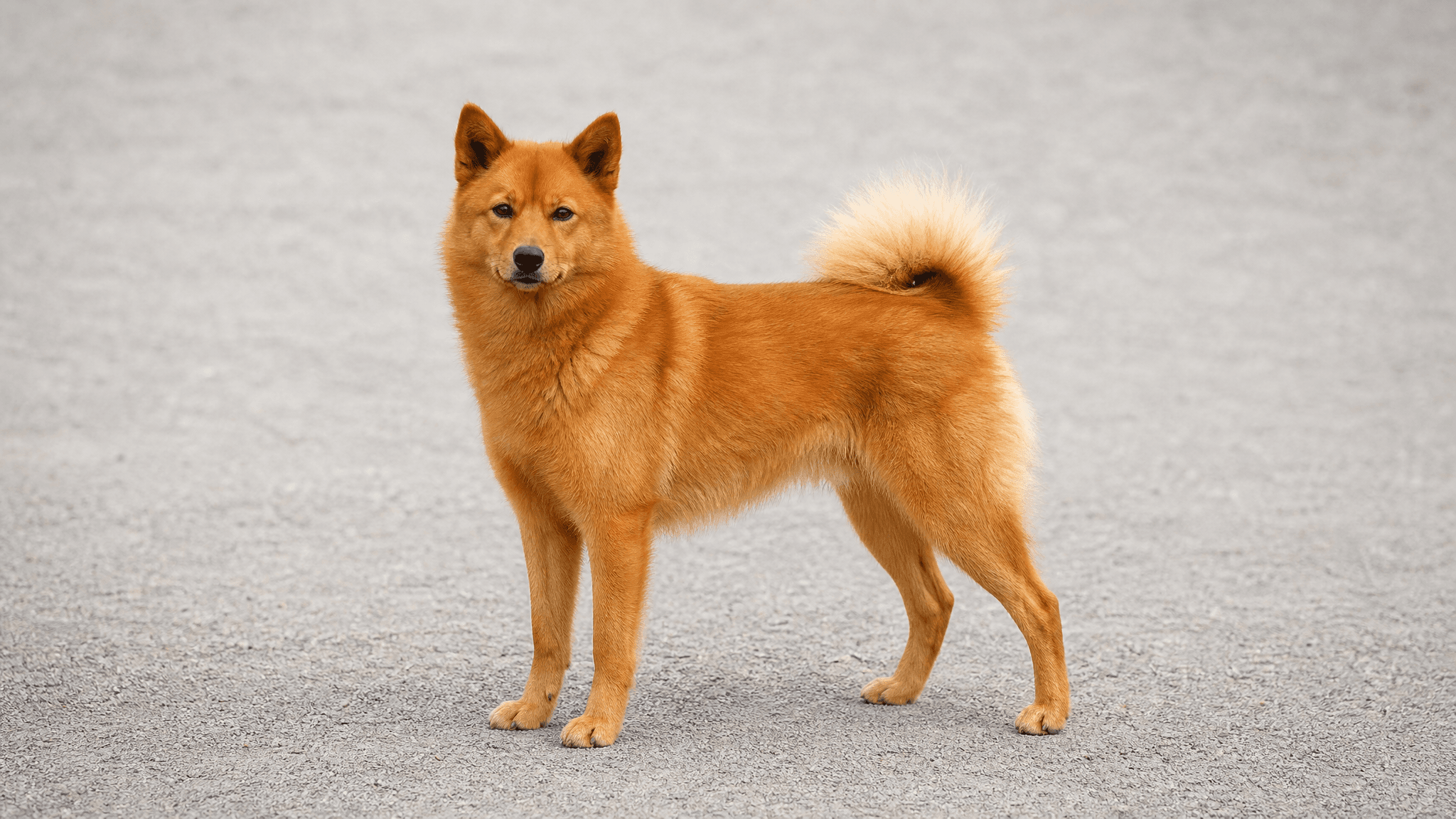 Spitz Finlandés
