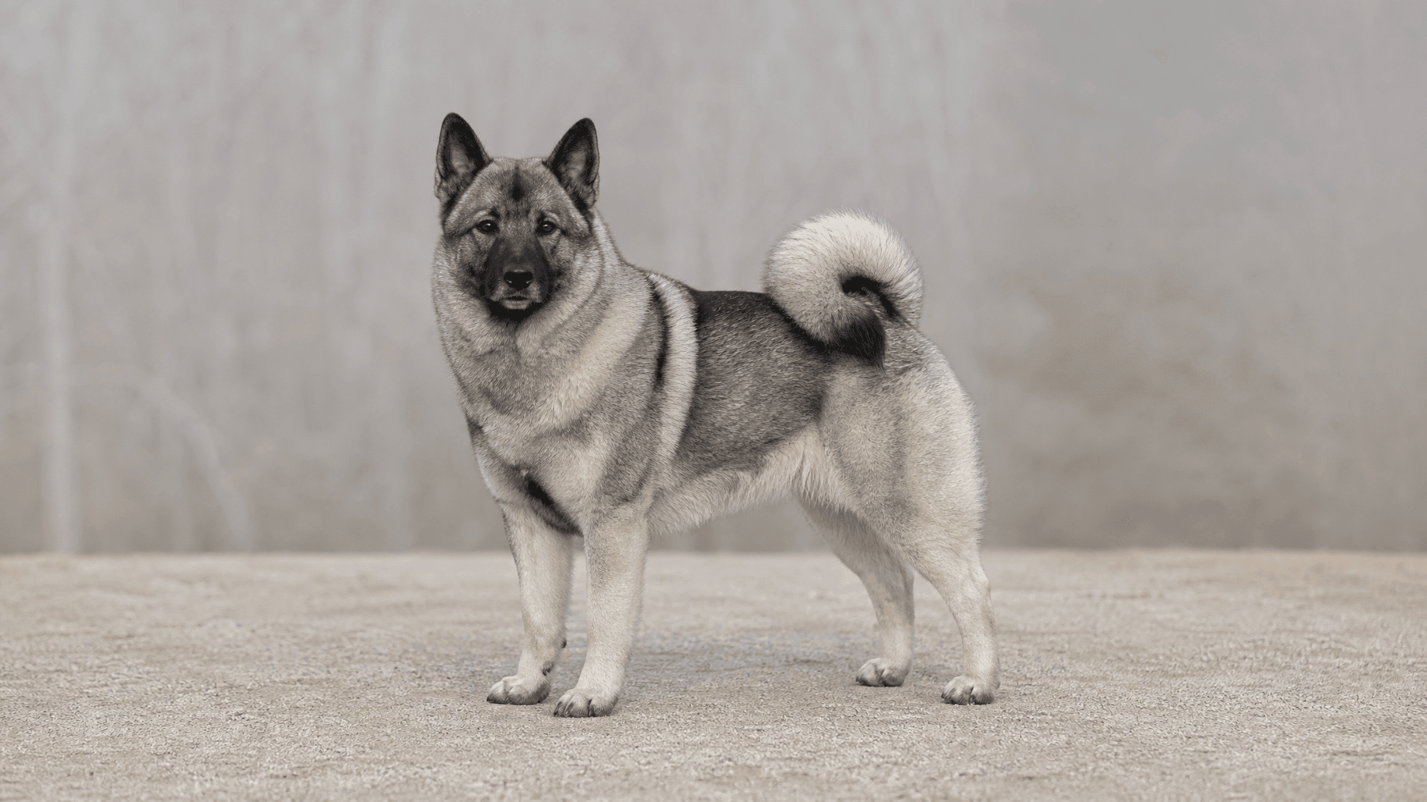 Cazador De Alces Noruego Gris