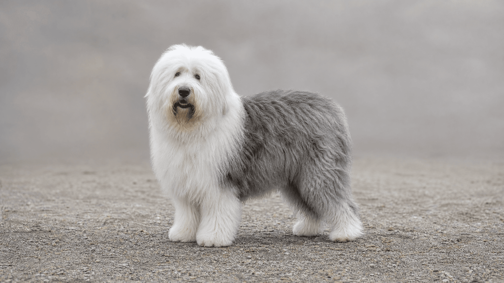 Antiguo Perro De Pastor Inglés (Bobtail)