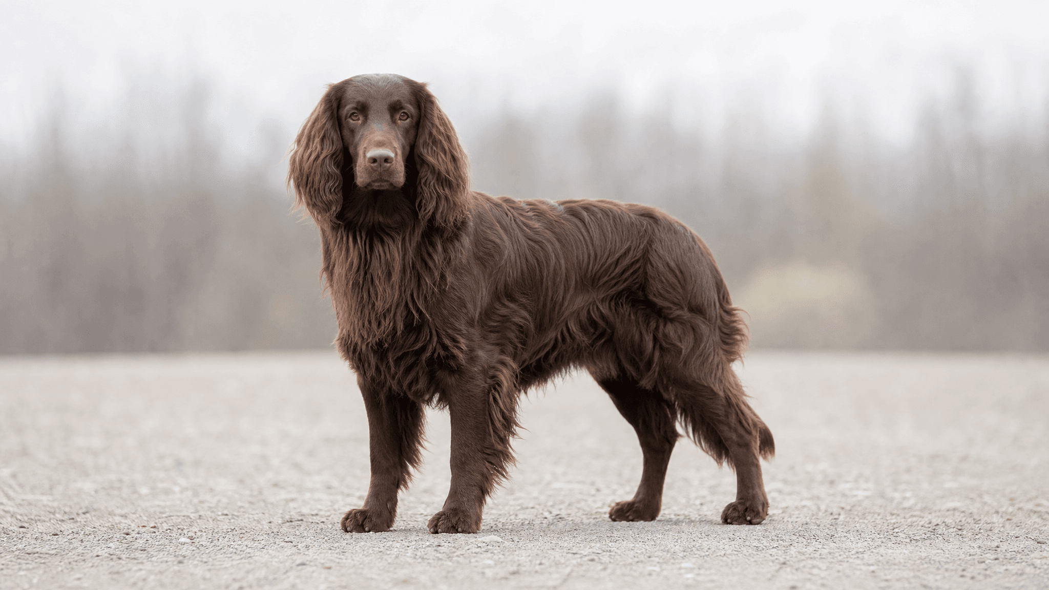 German Spaniel