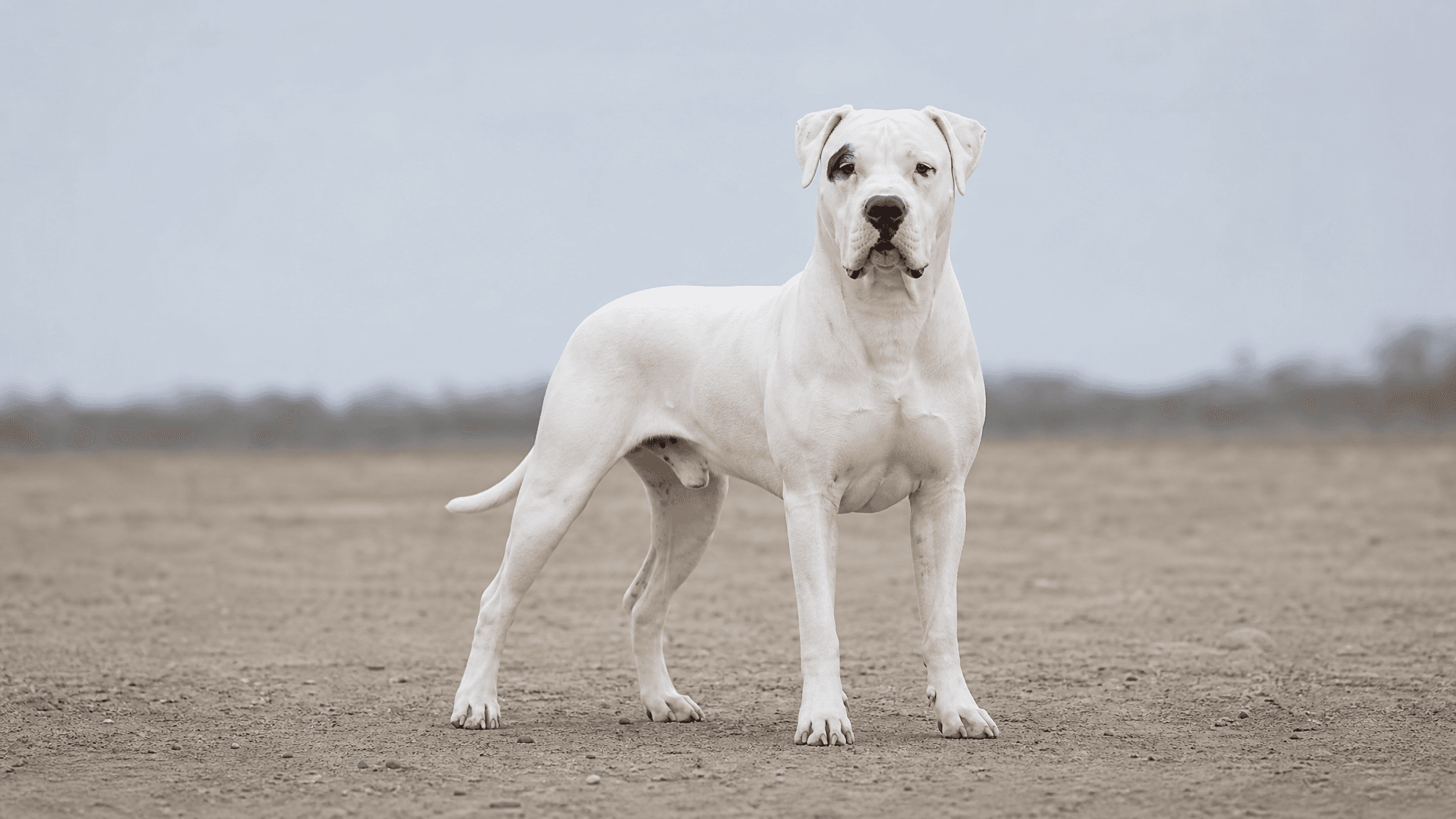 Dogo Argentino