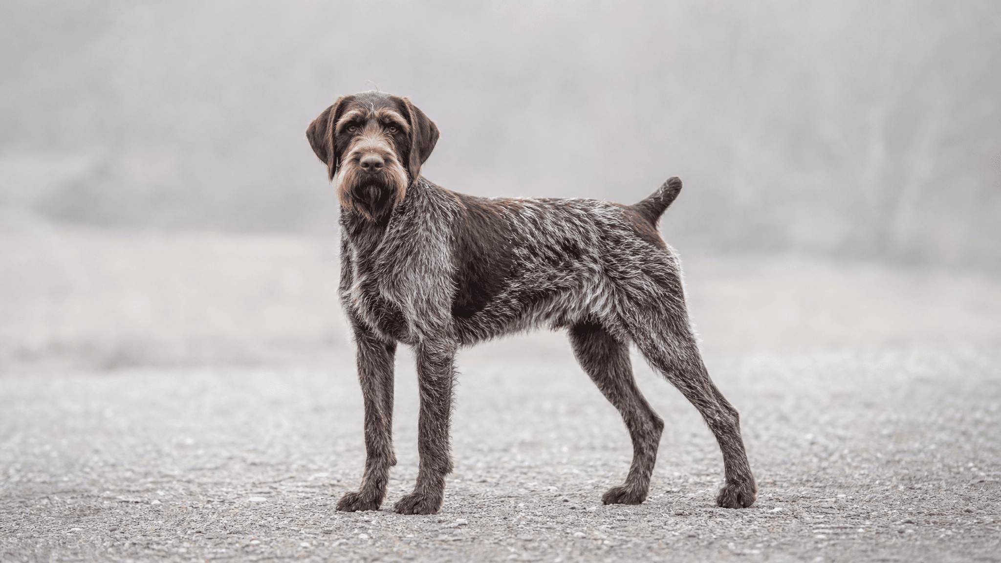 Bohemian Wire-Haired Pointing Griffon