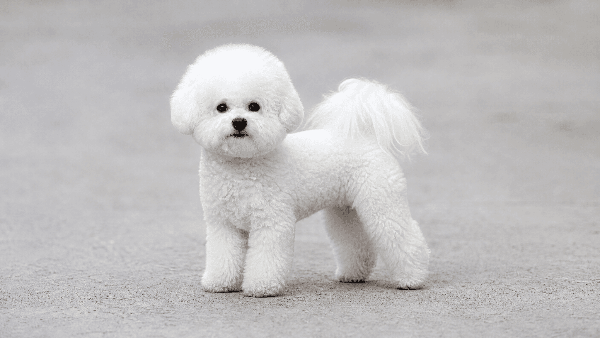 Bichon Frise