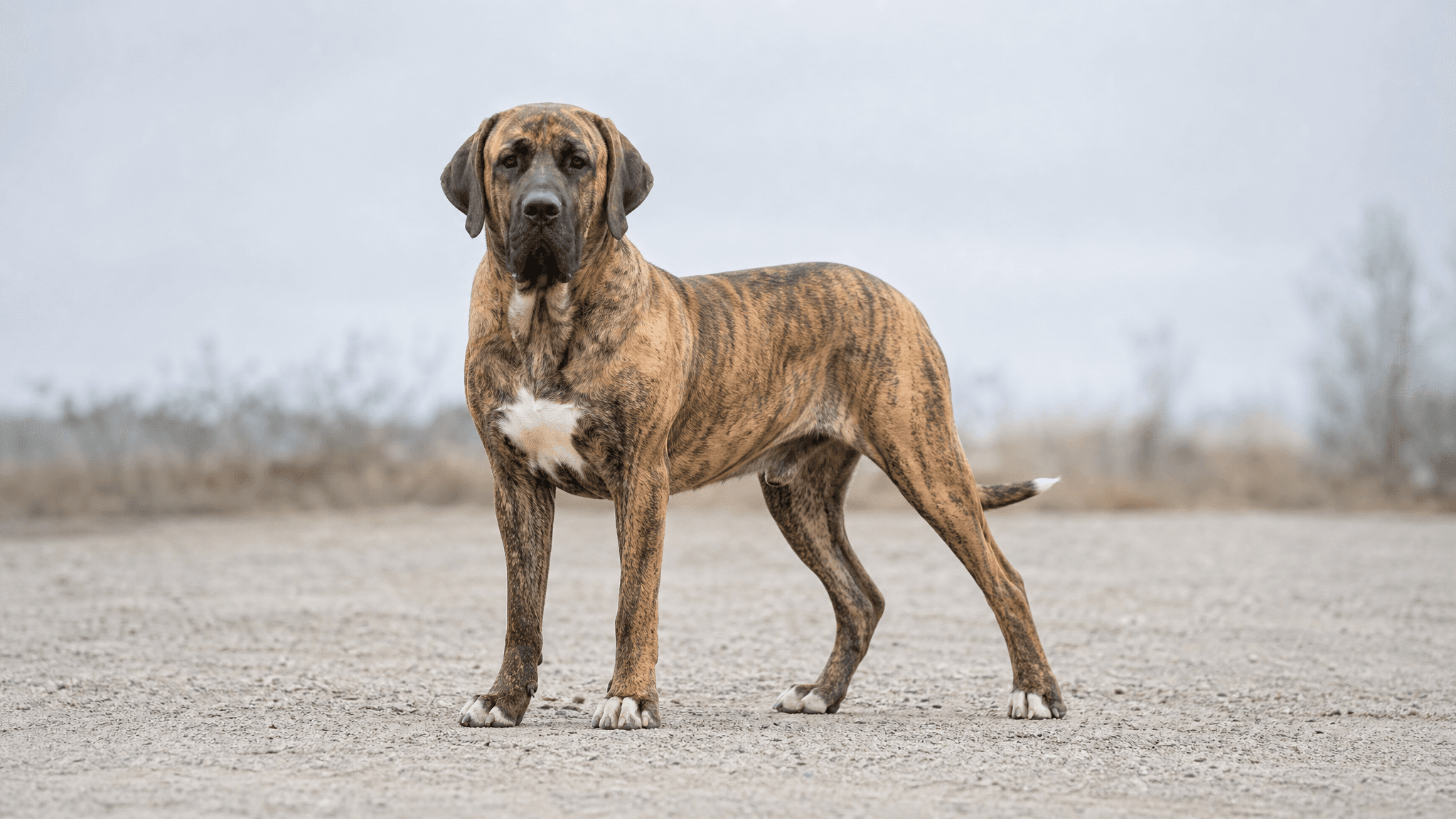 Fila Brasileño