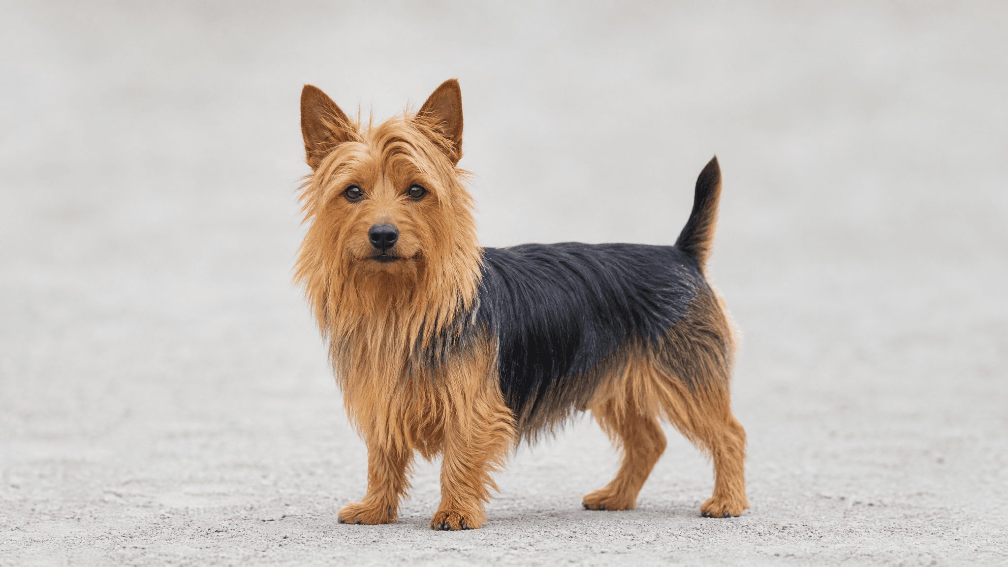 Terrier Australiano