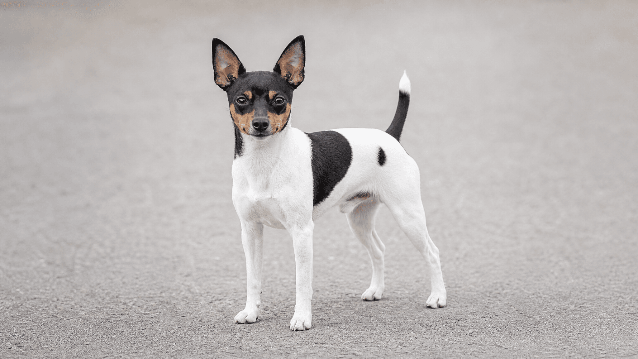 Terrier Americano Miniatura